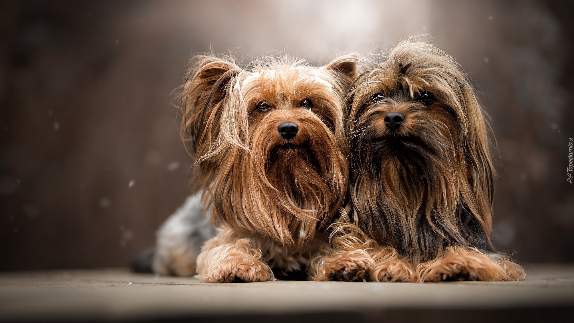 Dwa, Psy, Yorkshire terrier