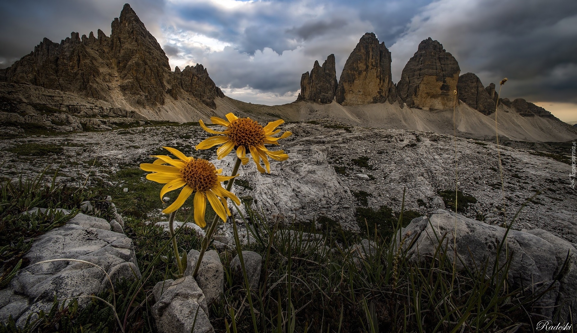 Góry, Dolomity, Skały, Żółte, Kwiaty, Chmury, Masyw Tre Cime di Lavaredo, Włochy