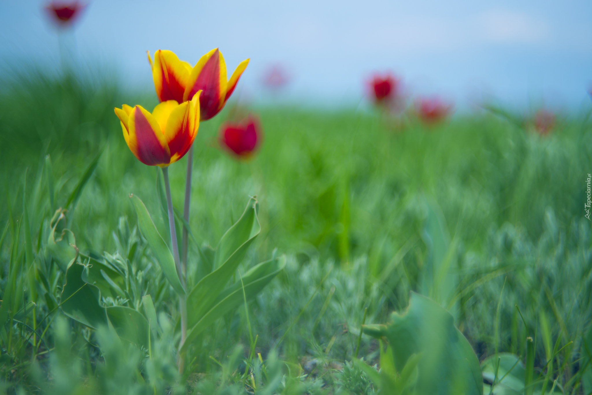 Kwiaty, Dwa, Żółto-czerwone, Tulipany, Trawa
