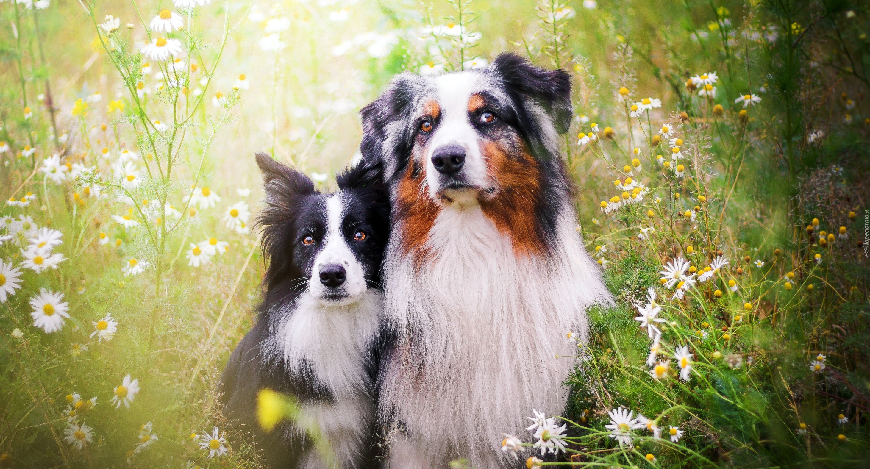 Łąka, Kwiaty, Border collie, Owczarek australijski