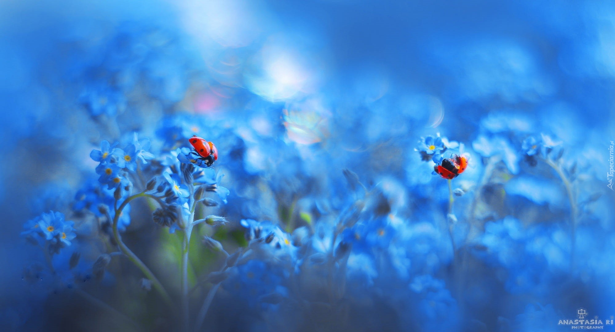 Niebieskie, Kwiatki, Niezapominajki, Dwie, Biedronki