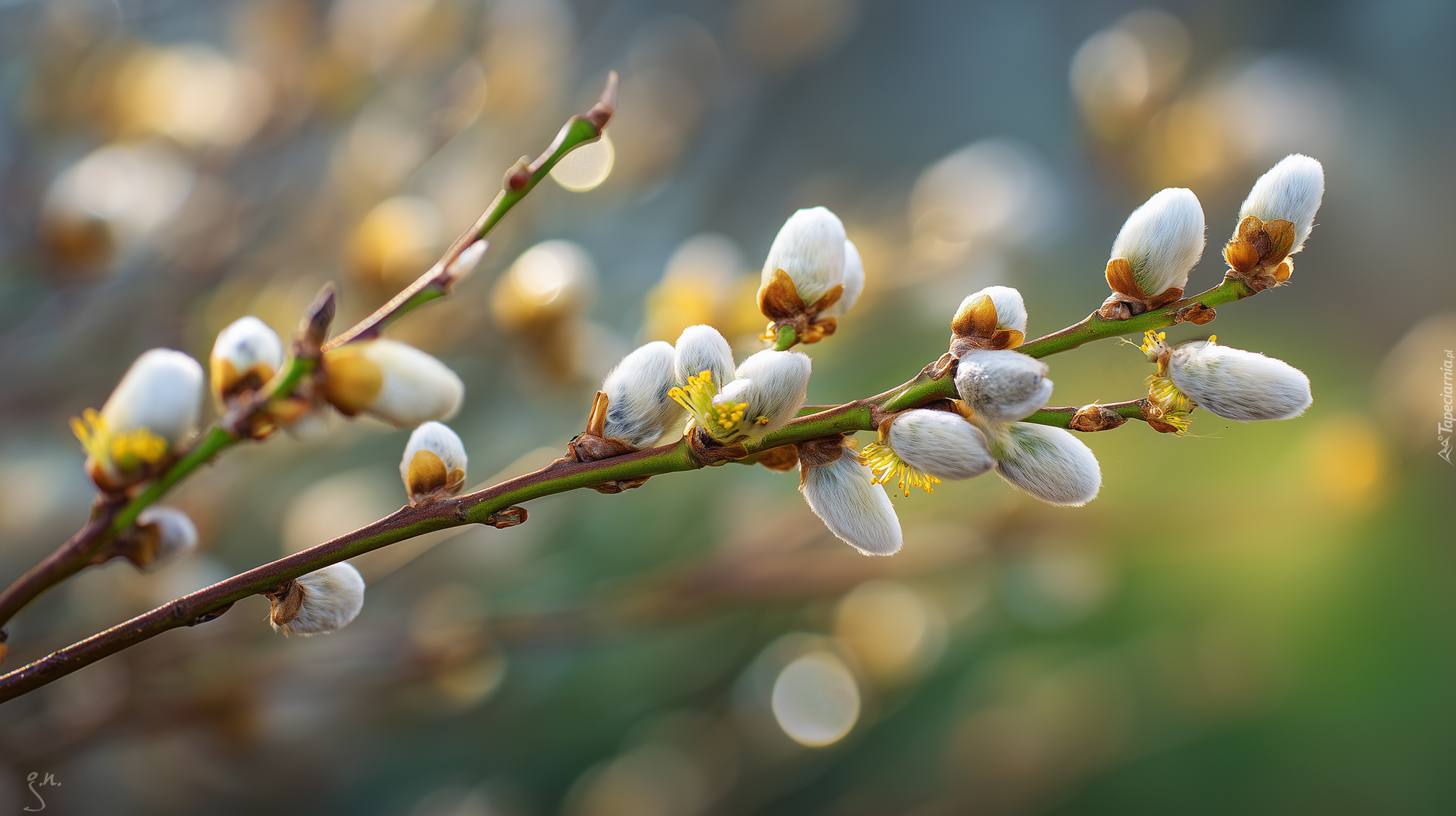 Bazie, Gałązki, Grafika AI, Wierzba