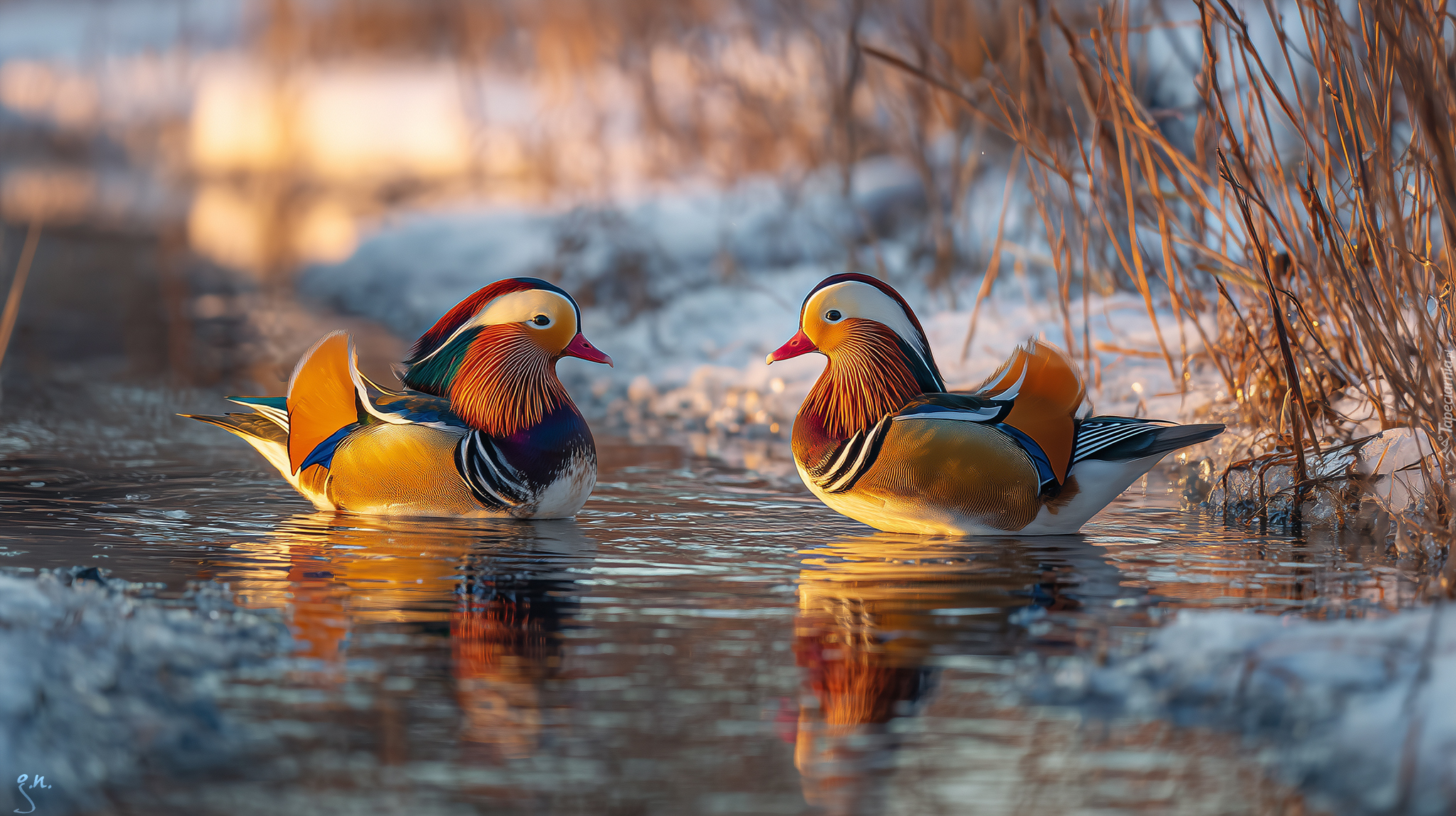 Kaczki, Mandarynki, Staw, Zima, Zarośla, Grafika ai
