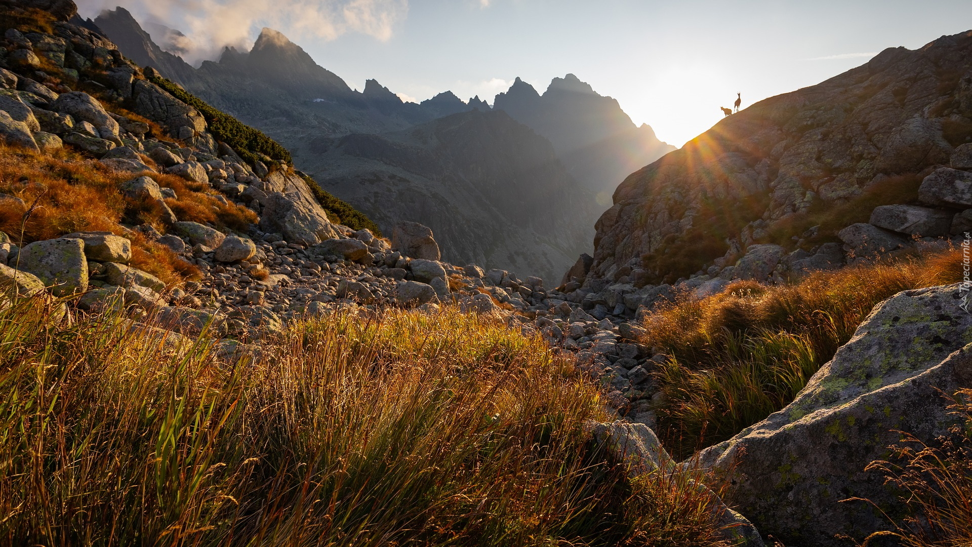 Góry, Tatry, Kamienie, Trawa, Dwie, Kozice tatrzańskie, Słoneczny, Dzień