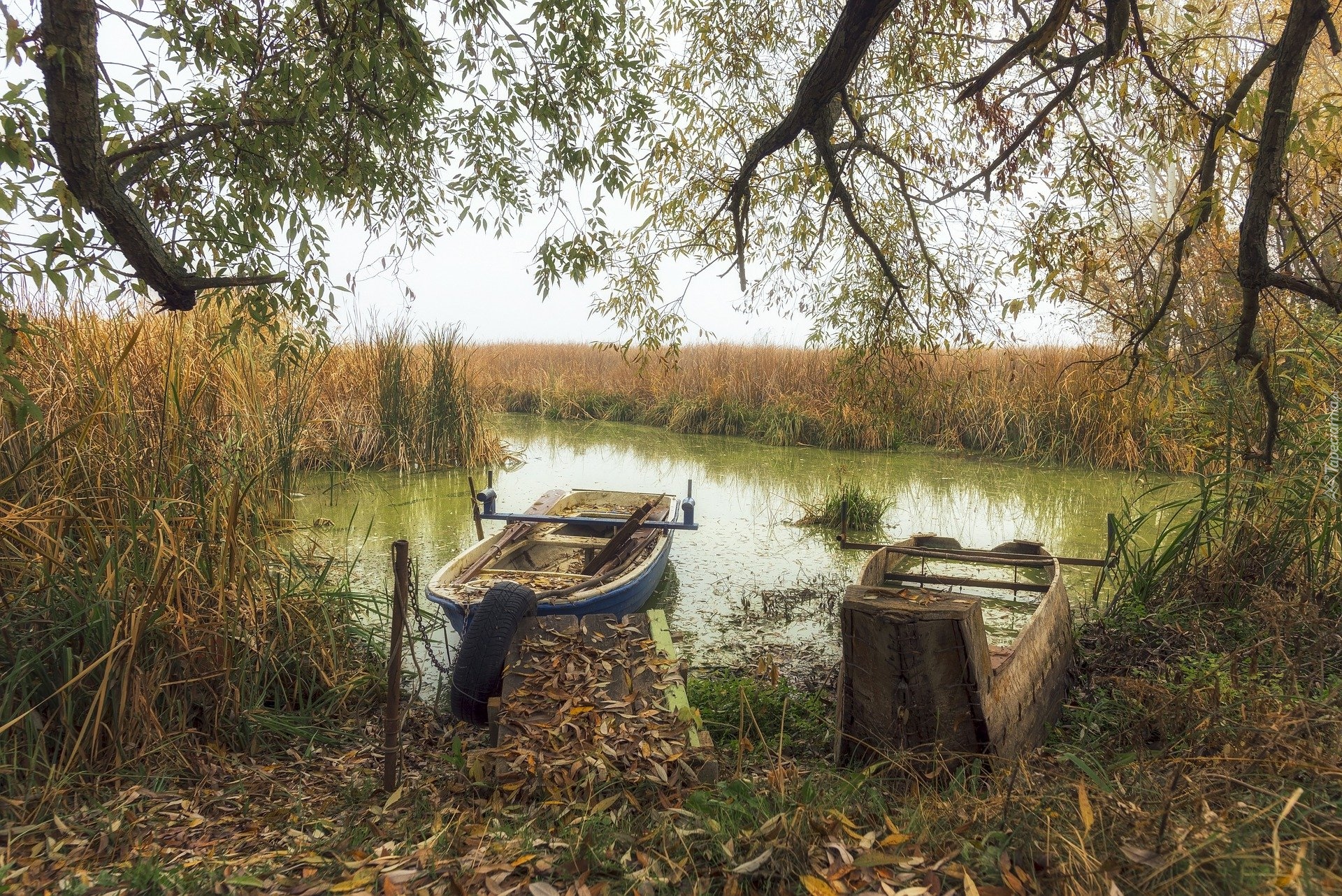 Staw, Łódki, Szuwary, Drzewa, Jesień, Drzewa