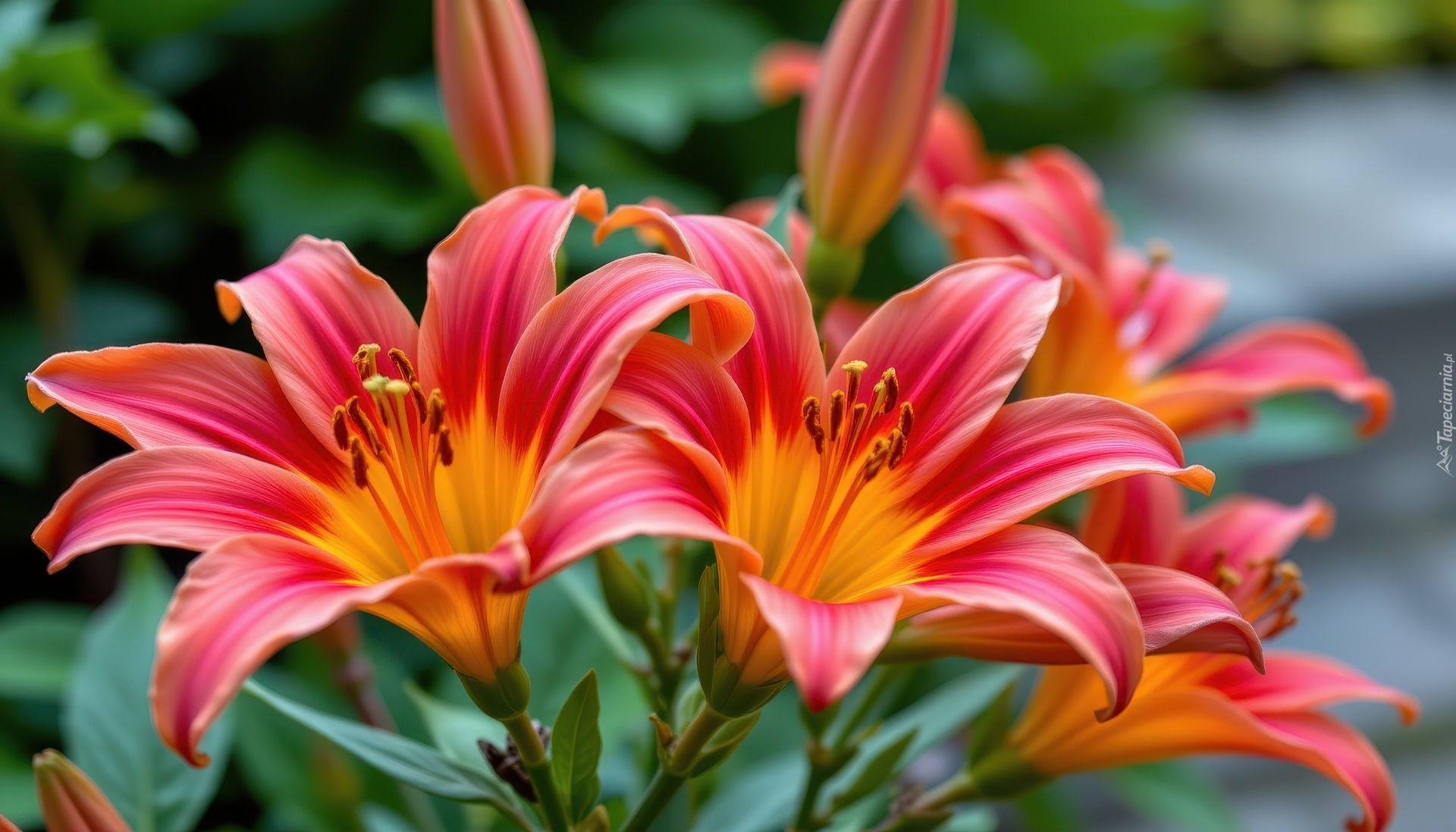 Dwie, Rozwinięte, Lilie