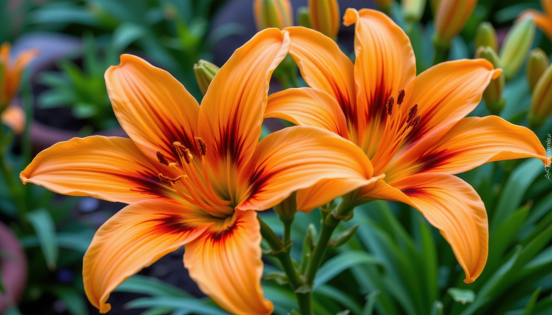 Dwie, Rozkwitnięte, Pomarańczowe, Lilie, Zbliżenie