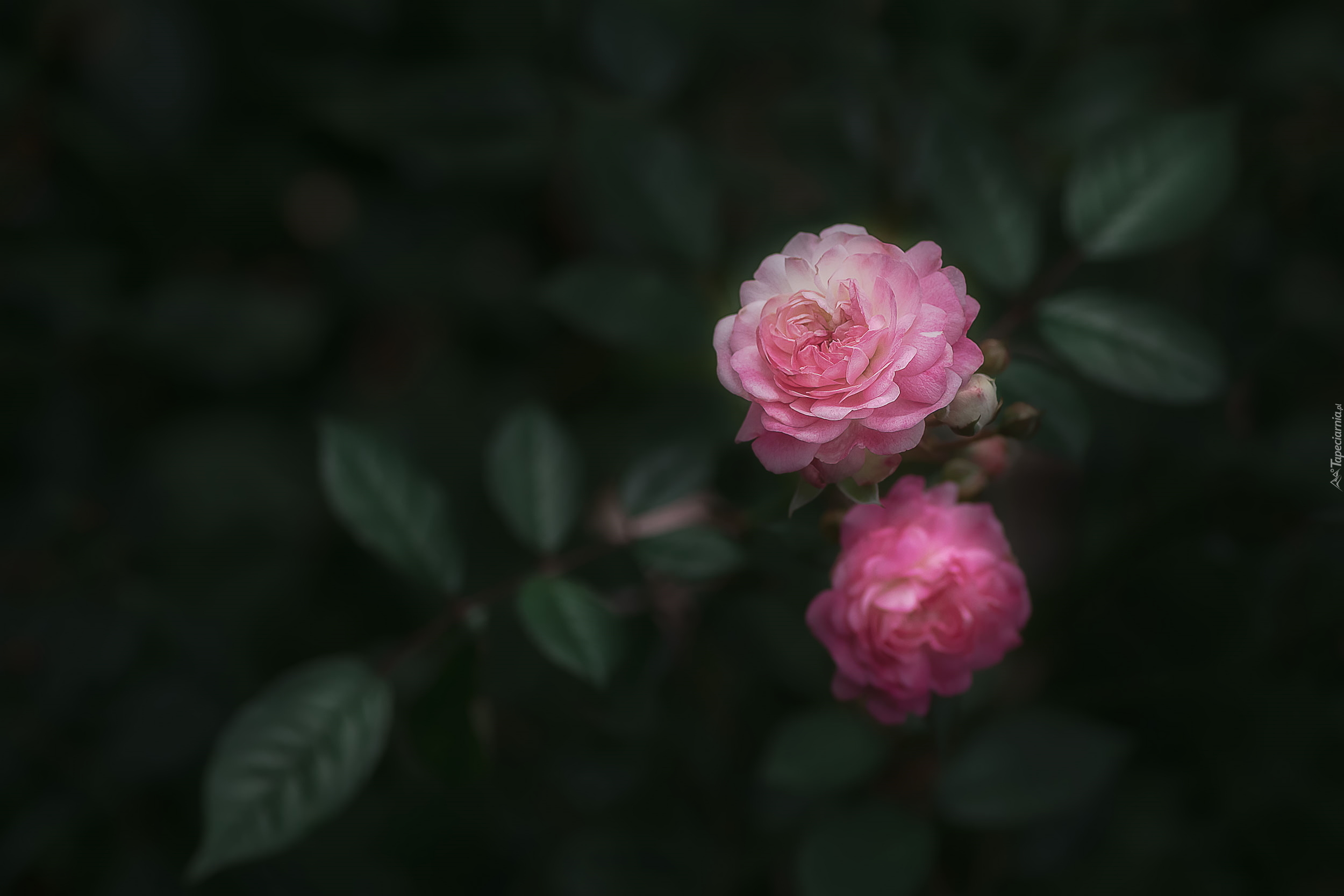 Dwie, Różowe, Róże, Liście, Ciemne tło