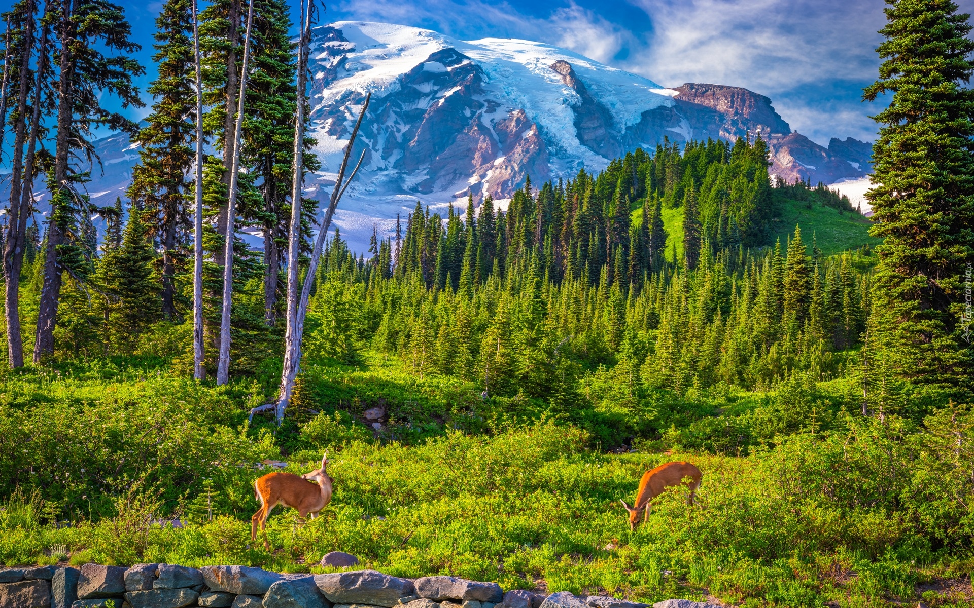 Park Narodowy Mount Rainier, Góry, Stratowulkan Mount Rainier, Drzewa, Sarny, Chmury, Stan Waszyngton, Stany Zjednoczone