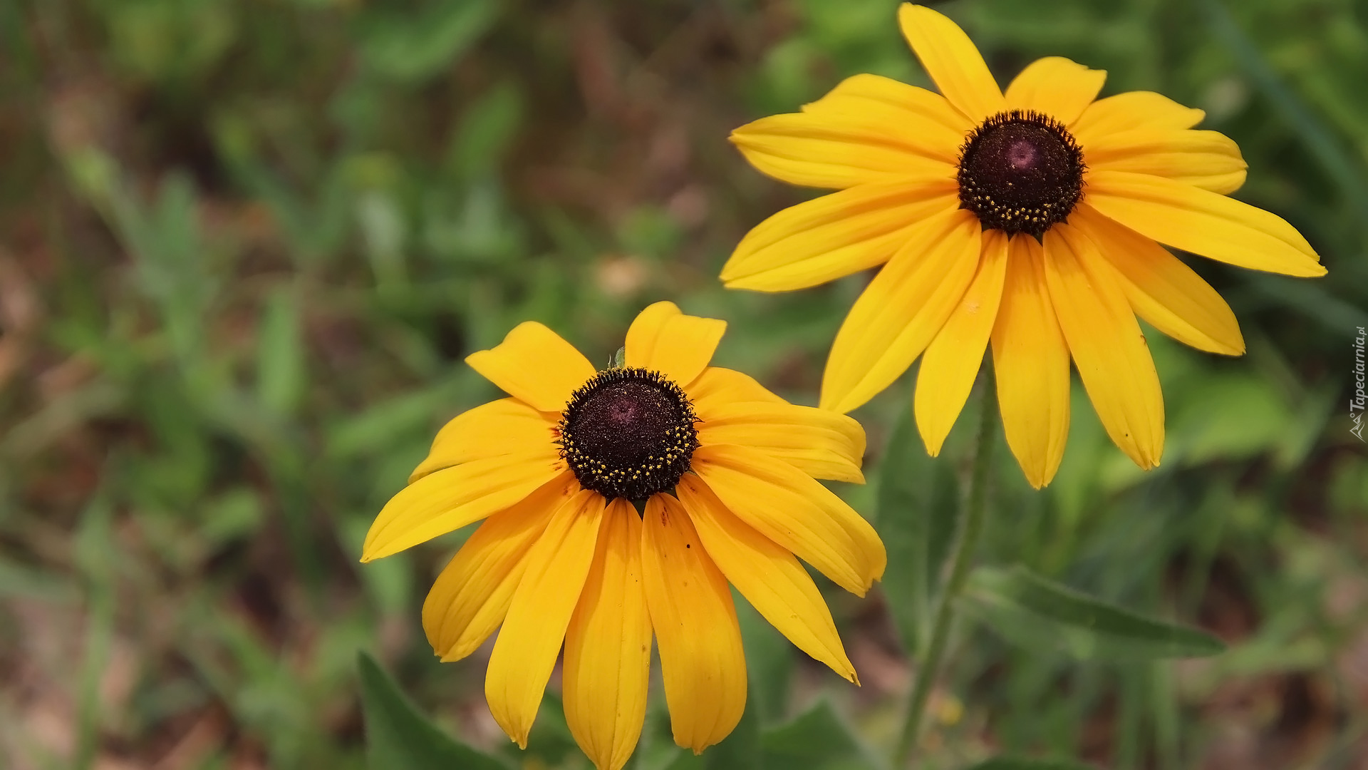 Dwa, Kwiaty, Żółte, Rudbekia