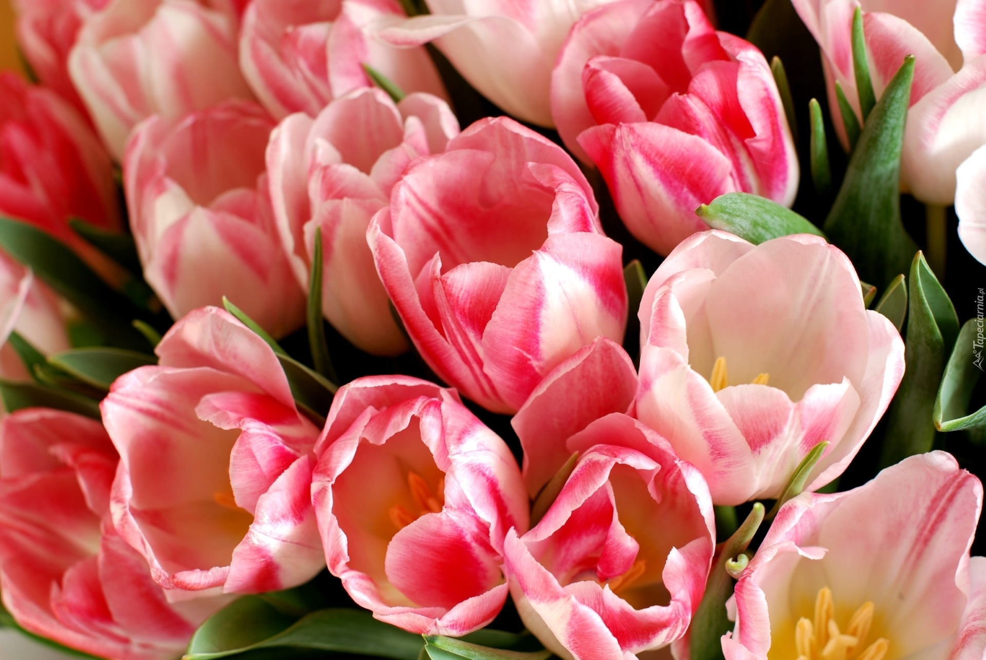 Tulipany, Dwukolorowe