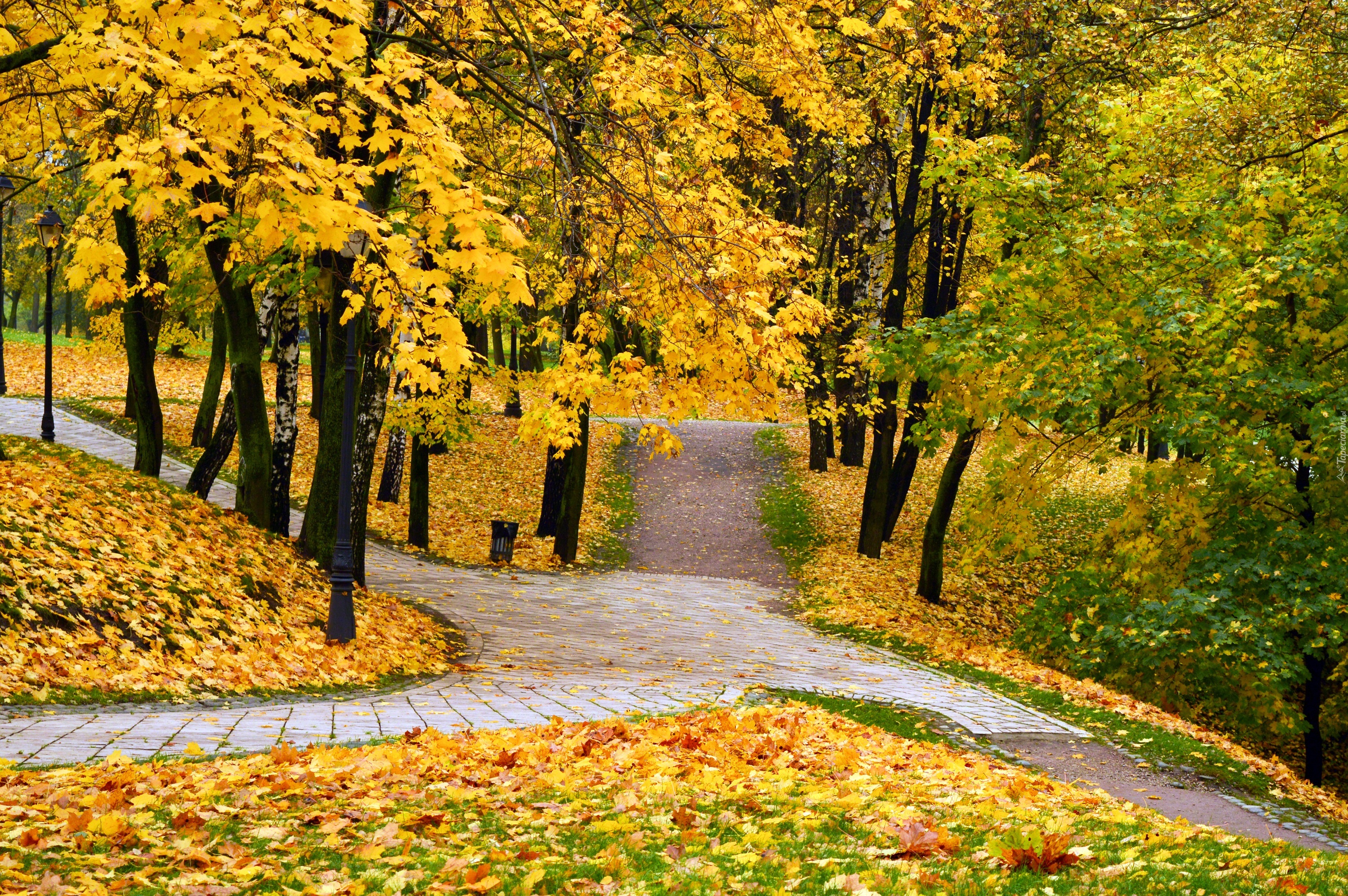 Jesień, park, drzewa, liście, trawa, droga