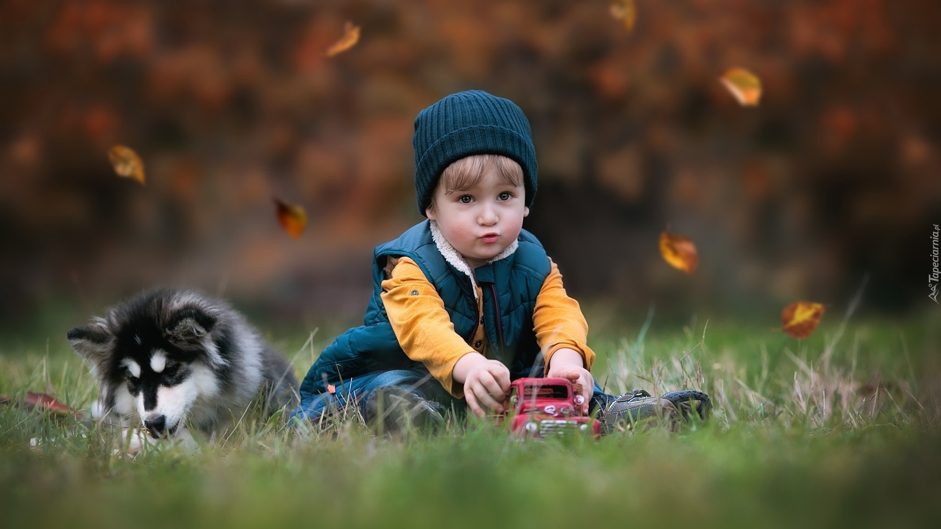 Dziecko, Chłopczyk, Zabawka, Samochodzik, Pies, Alaskan Malamute, Szczeniak, Trawa, Liście, Jesień