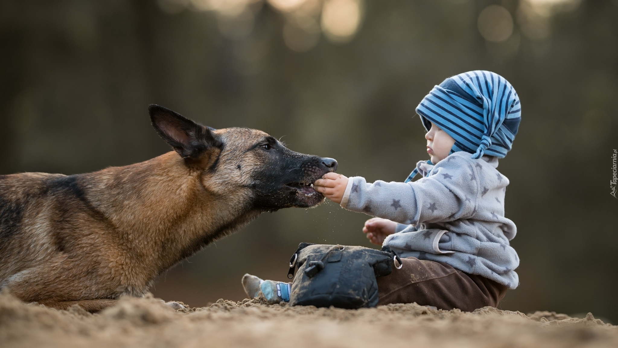 Pies, Owczarek belgijski malinois, Dziecko