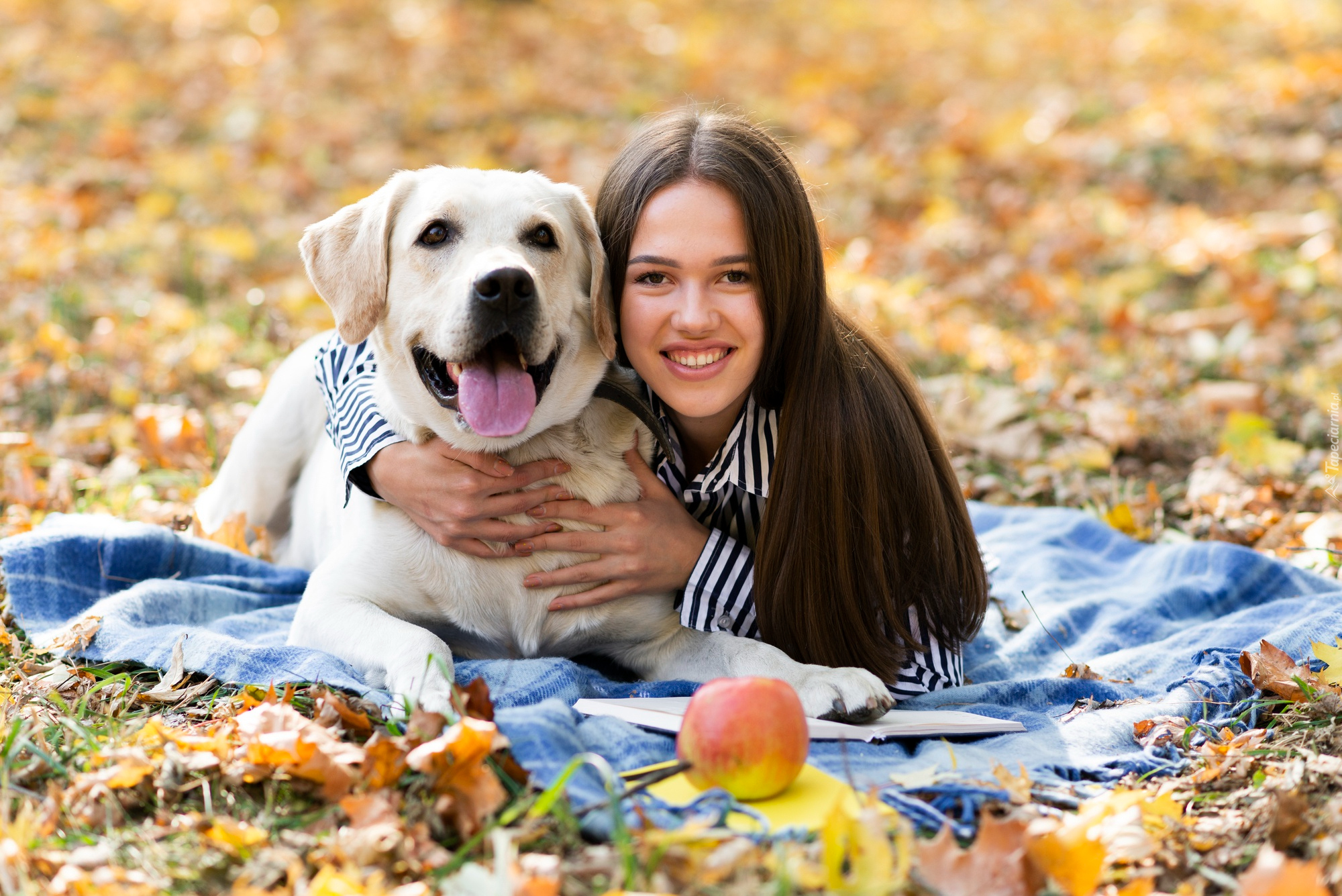 Długowłosa, Kobieta, Biały, Pies, Labrador retriever, Jabłko, Liście