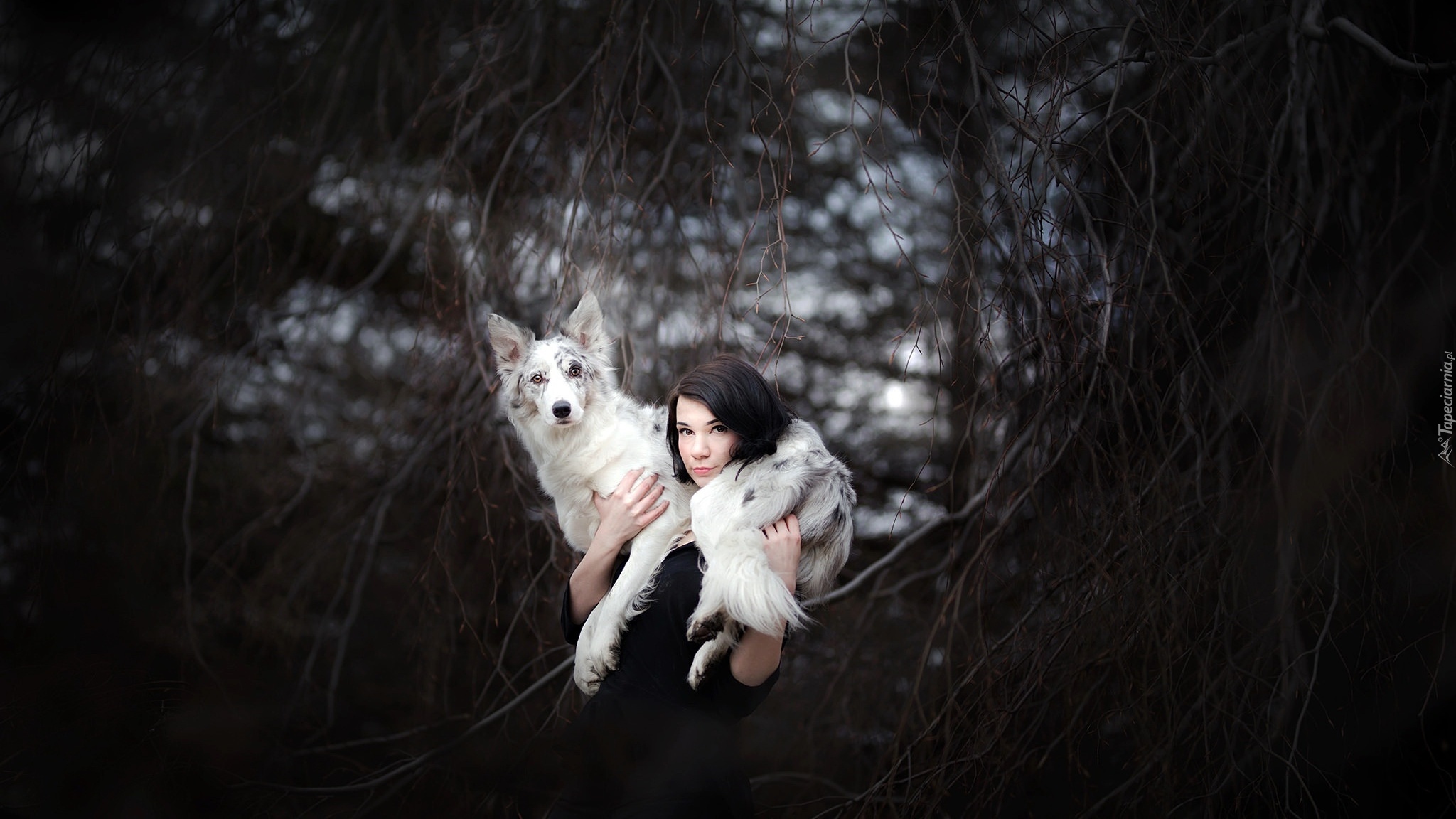 Kobieta, Pies, Border collie, Gałęzie