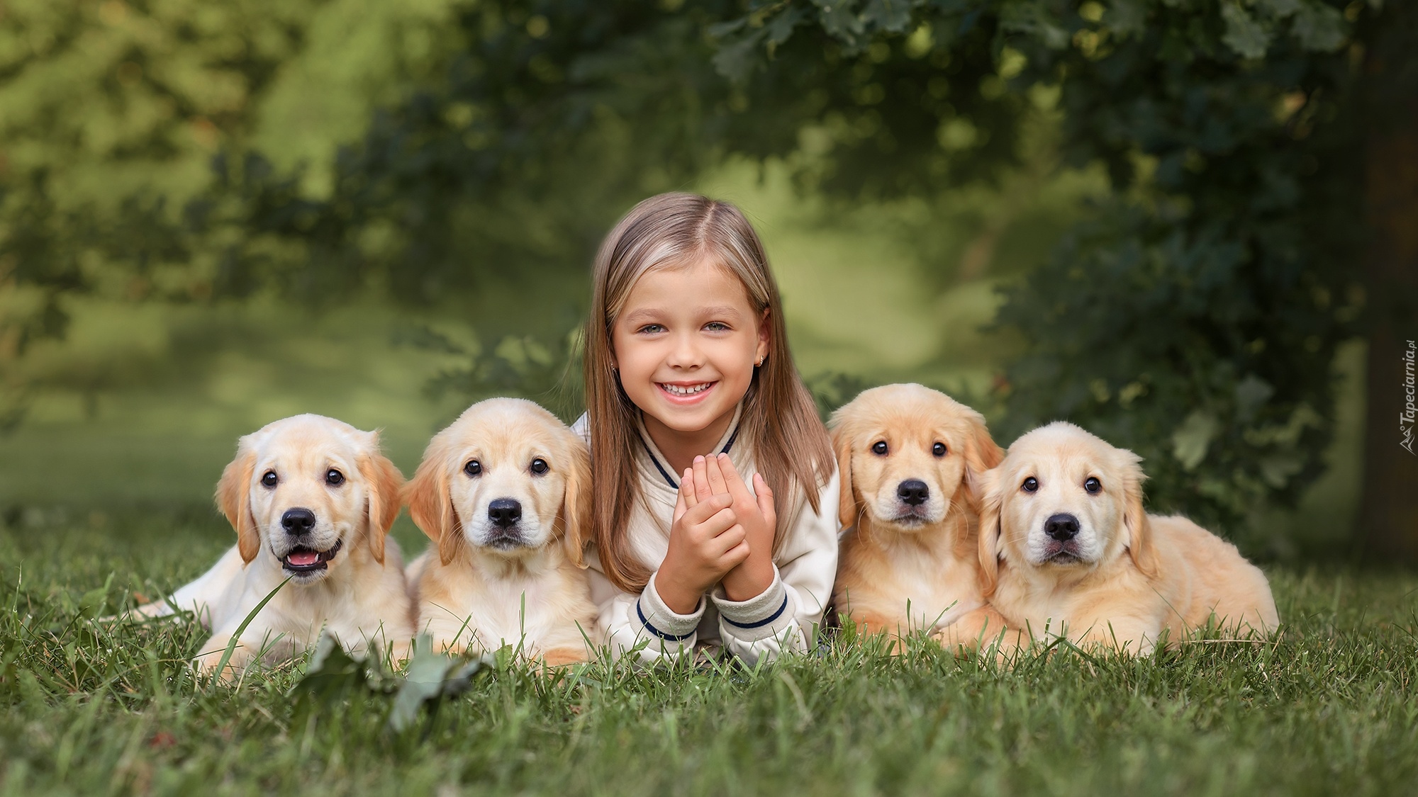 Dziewczynka, Cztery, Szczeniaki, Golden retrievery