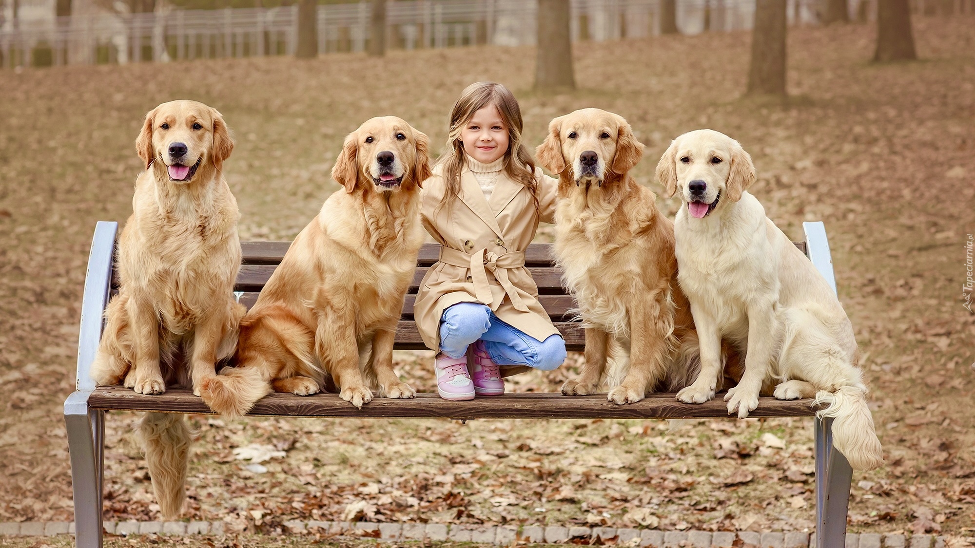 Dziewczynka, Psy, Golden retrievery, Ławka, Park, Jesień, Liście