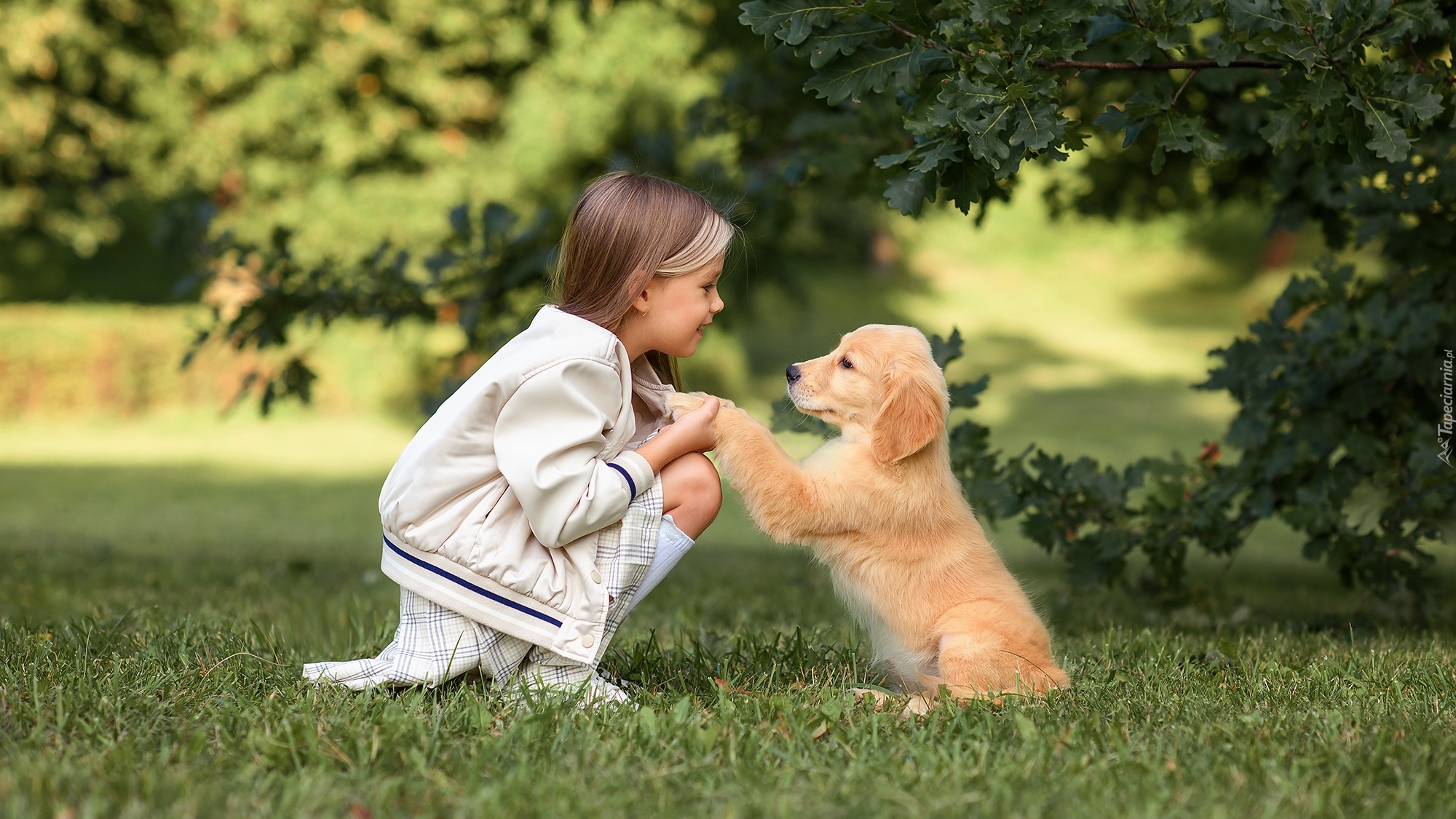 Dziewczynka, Szczeniak, Golden retriever, Trawa