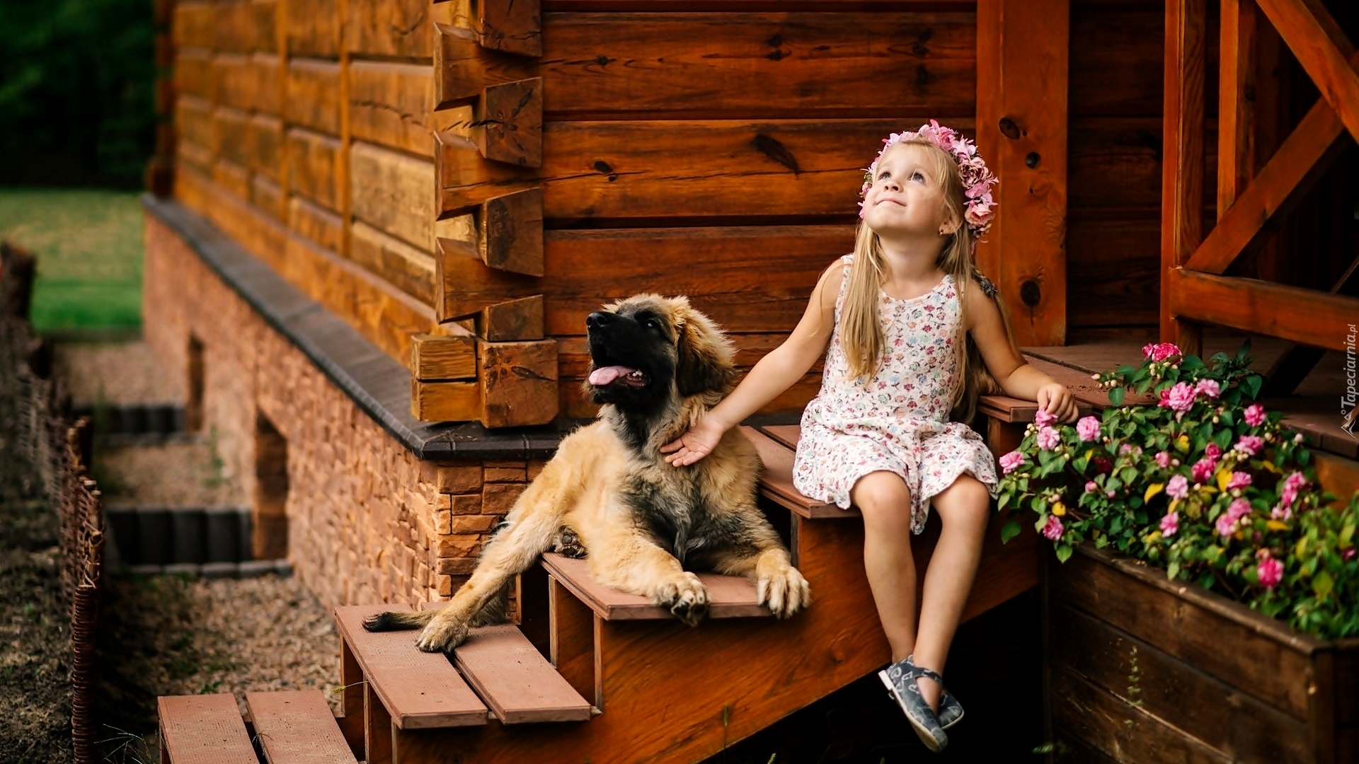 Dziewczynka, Pies, Leonberger, Szczeniak, Schody