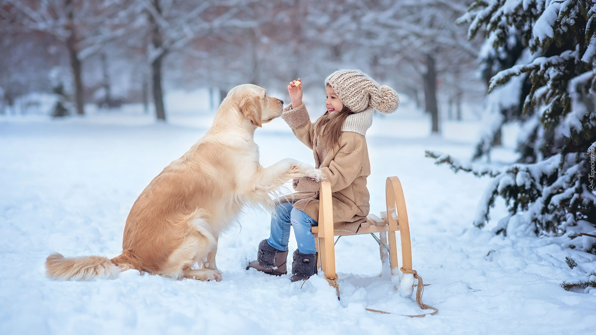 Zima, Śnieg, Dziewczynka, Pies, Golden retriever, Sanki, Drzewa