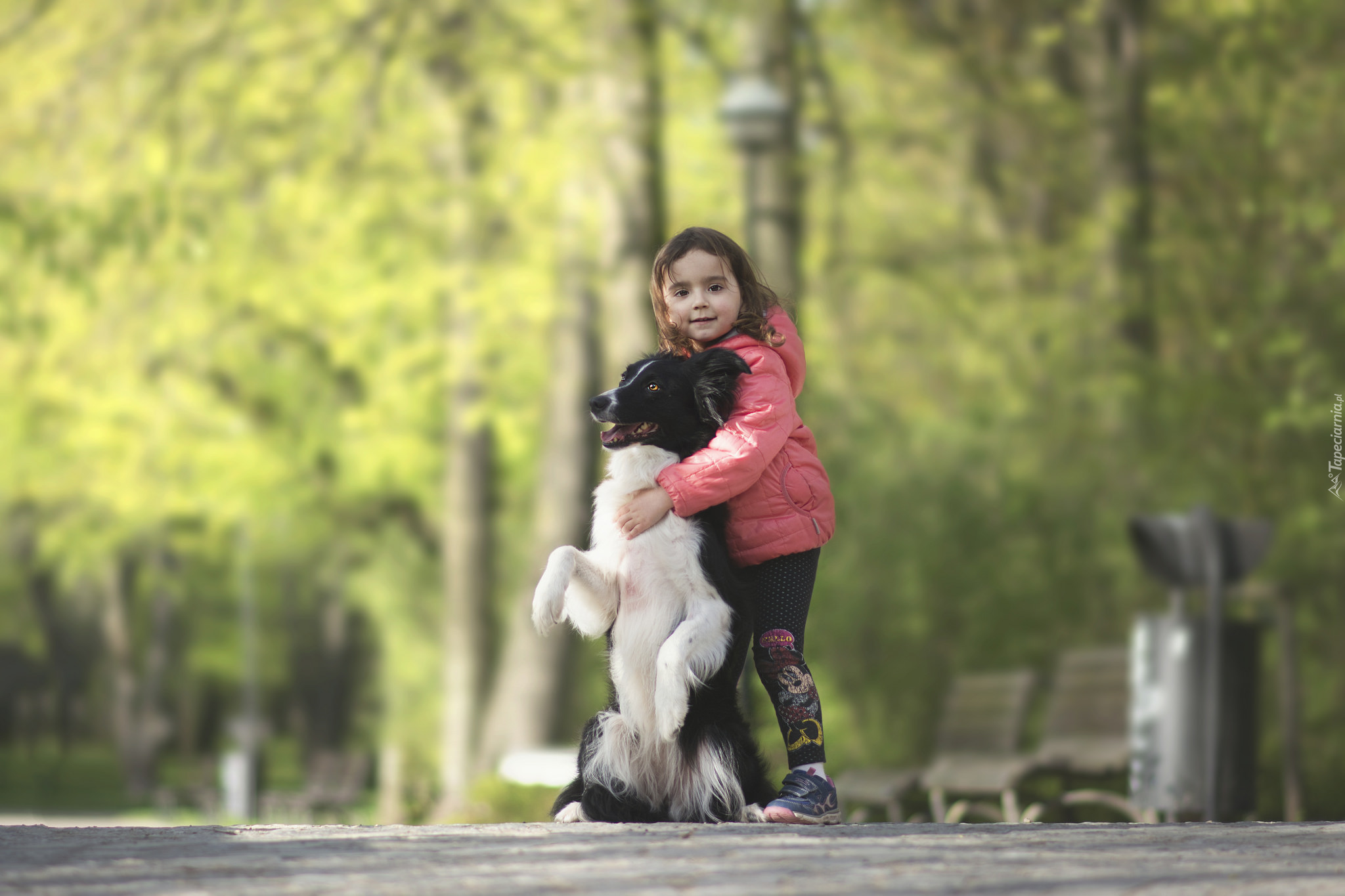 Pies, Border collie, Dziewczynka, Przytulenie