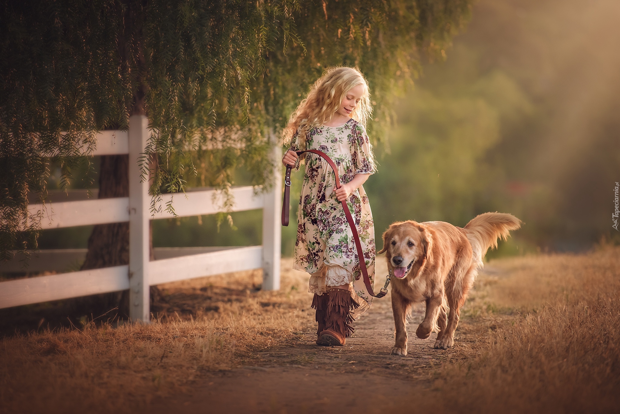 Drzewo, Płot, Ścieżka, Dziewczynka, Pies, Golden retriever, Spacer