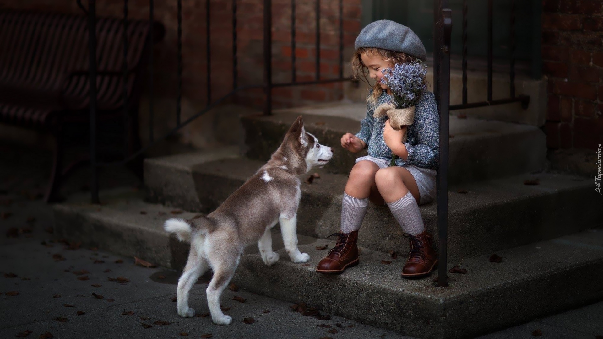 Dziewczynka, Berecik, Kwiatki, Pies, Szczeniak, Siberian husky