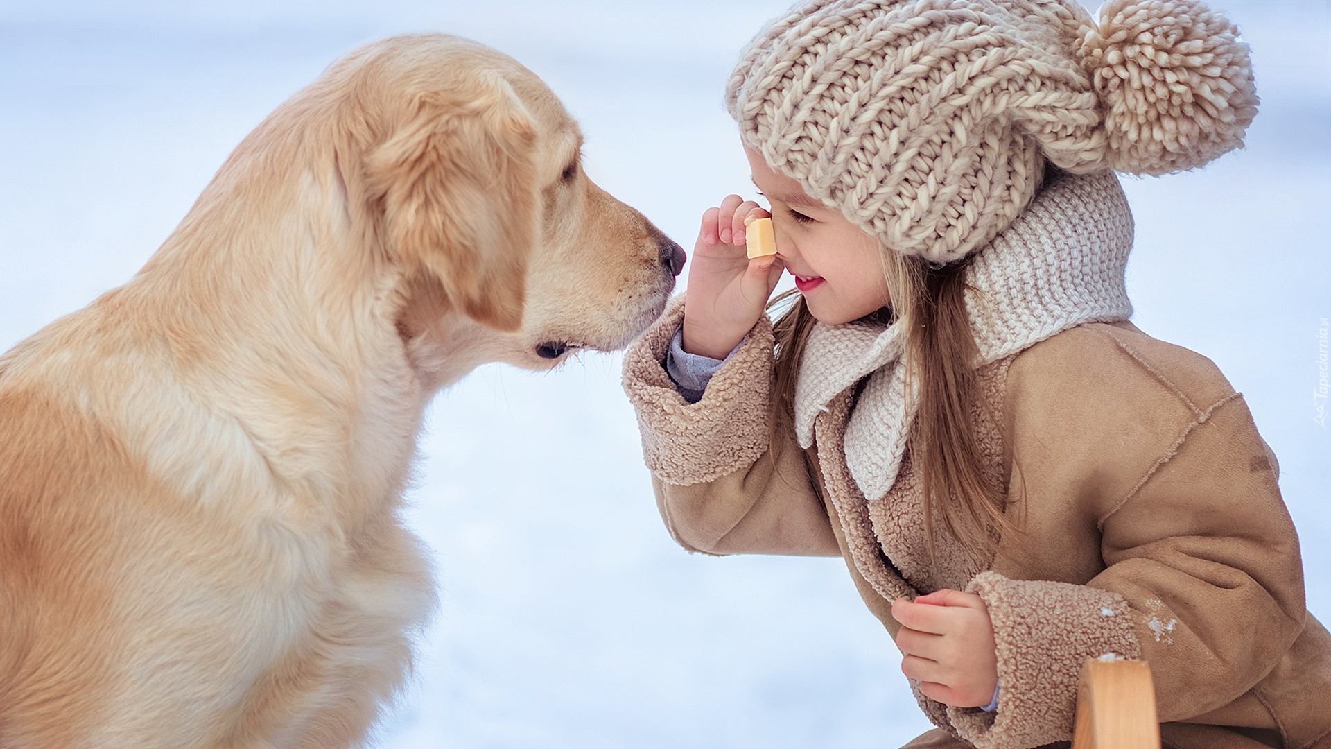 Dziewczynka, Pies, Golden retriever, Zbliżenie