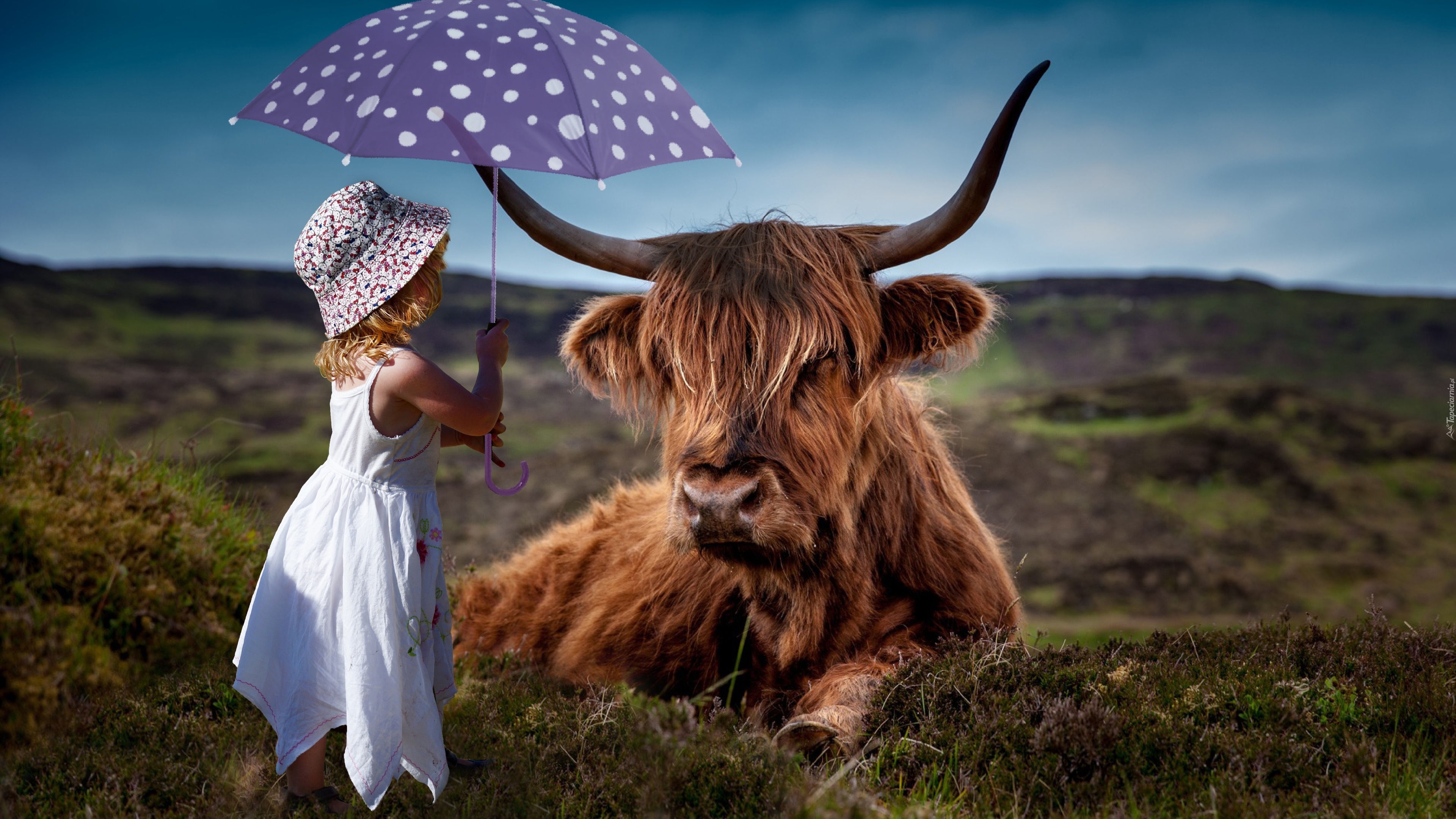 Dziecko, Dziewczynka, Parasolka, Krowa, Szkocka rasa, Highland