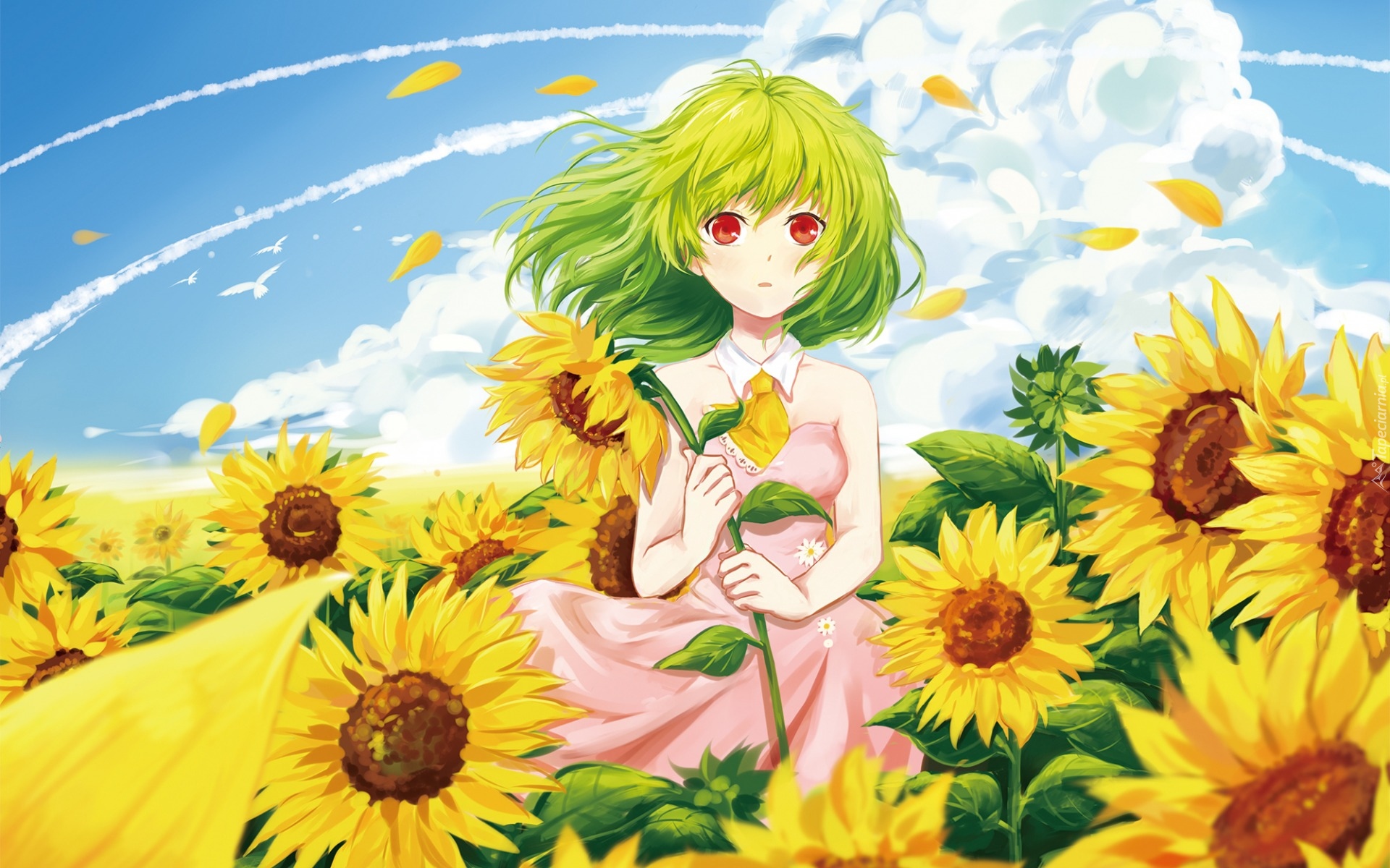 Manga Anime, Dziewczyna, Słoneczniki, Lato