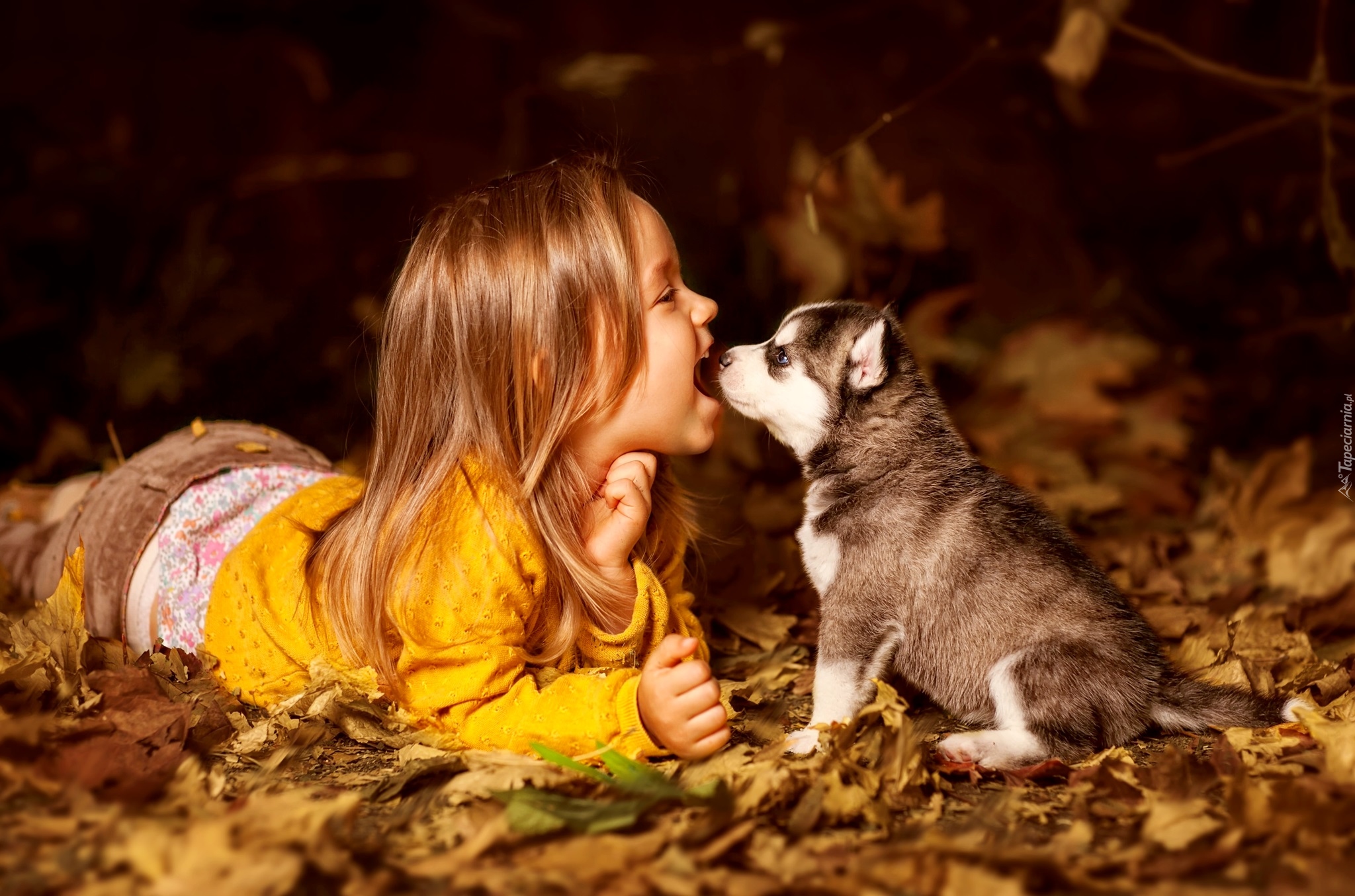 Dziewczynka, Szczeniak, Siberian husky, Żółte, Liście