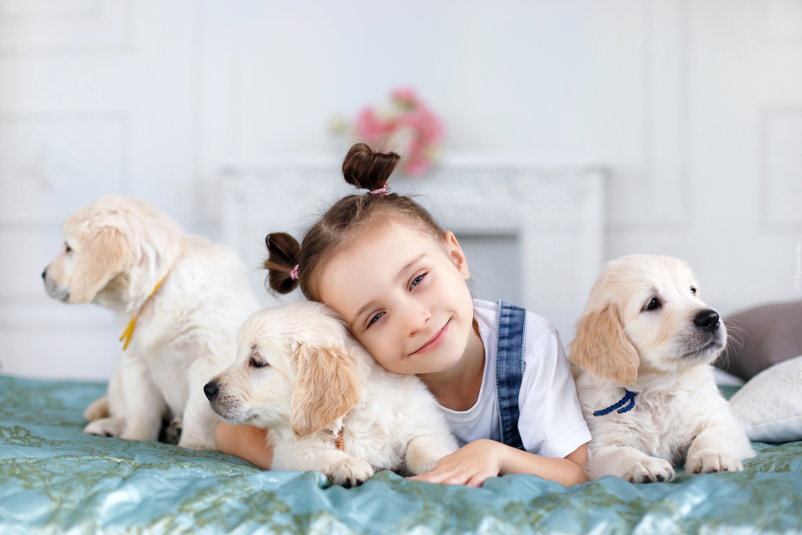 Trzy, Szczeniaki, Golden retriever, Dziewczynka