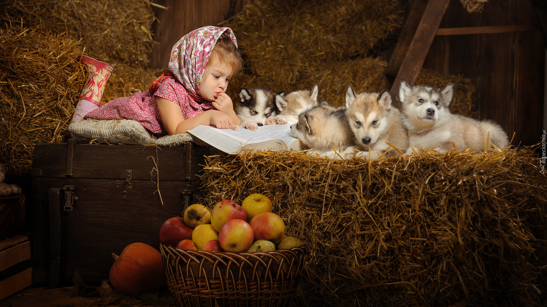 Dziewczynka, Szczeniaki, Siberian husky, Siano, Jabłka