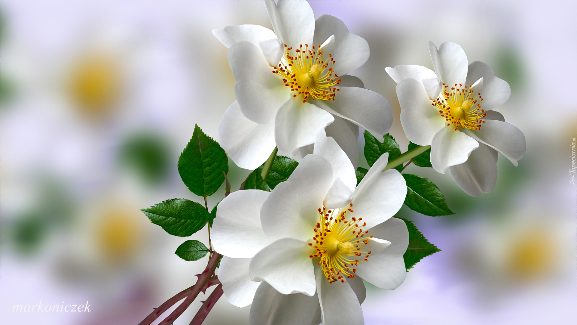 Kwiaty, Białe, Dzikie róże, Grafika 2D