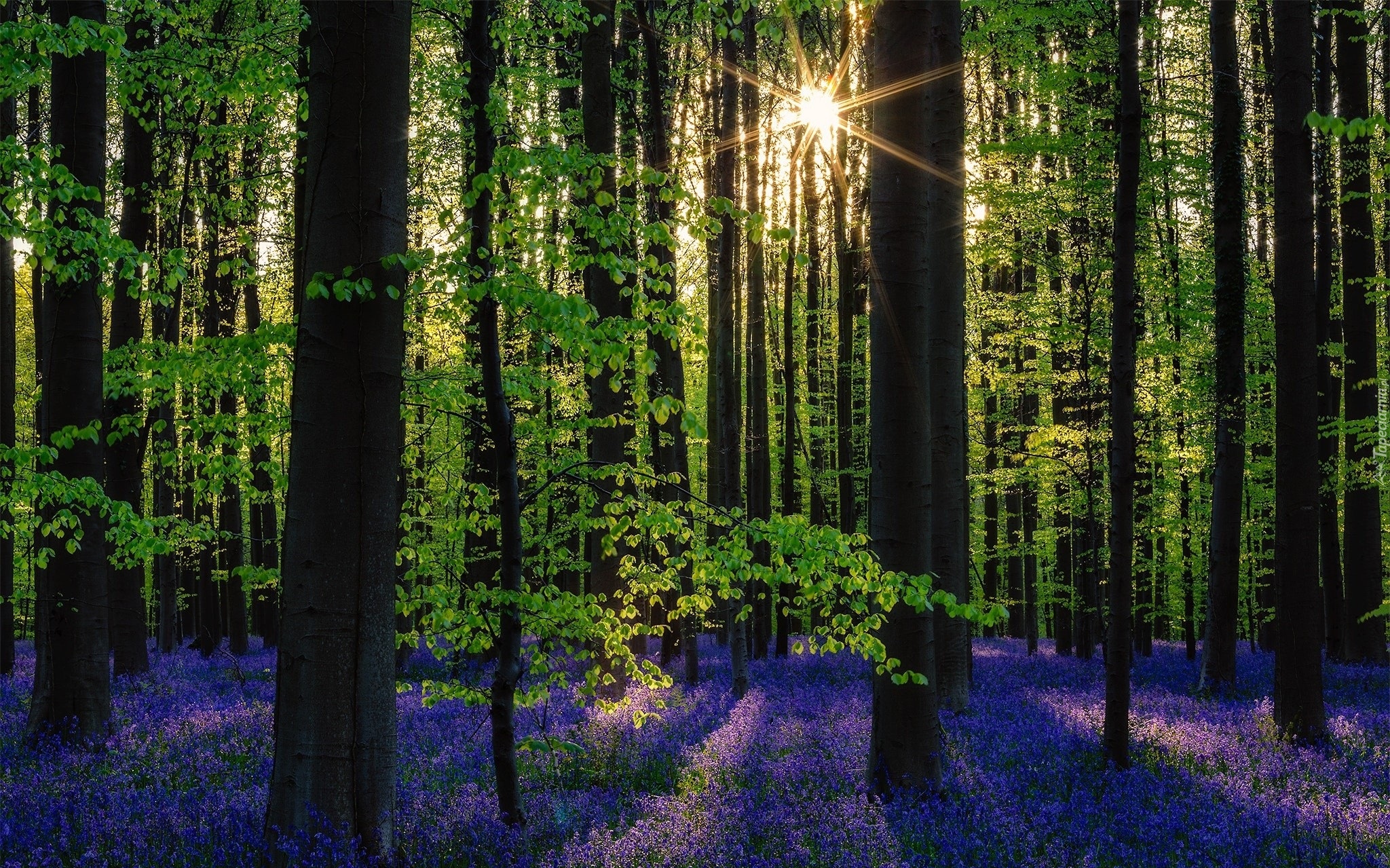 Belgia, Las Hallerbos, Kwiaty, Hiacyntowiec, Promienie słońca, Drzewa