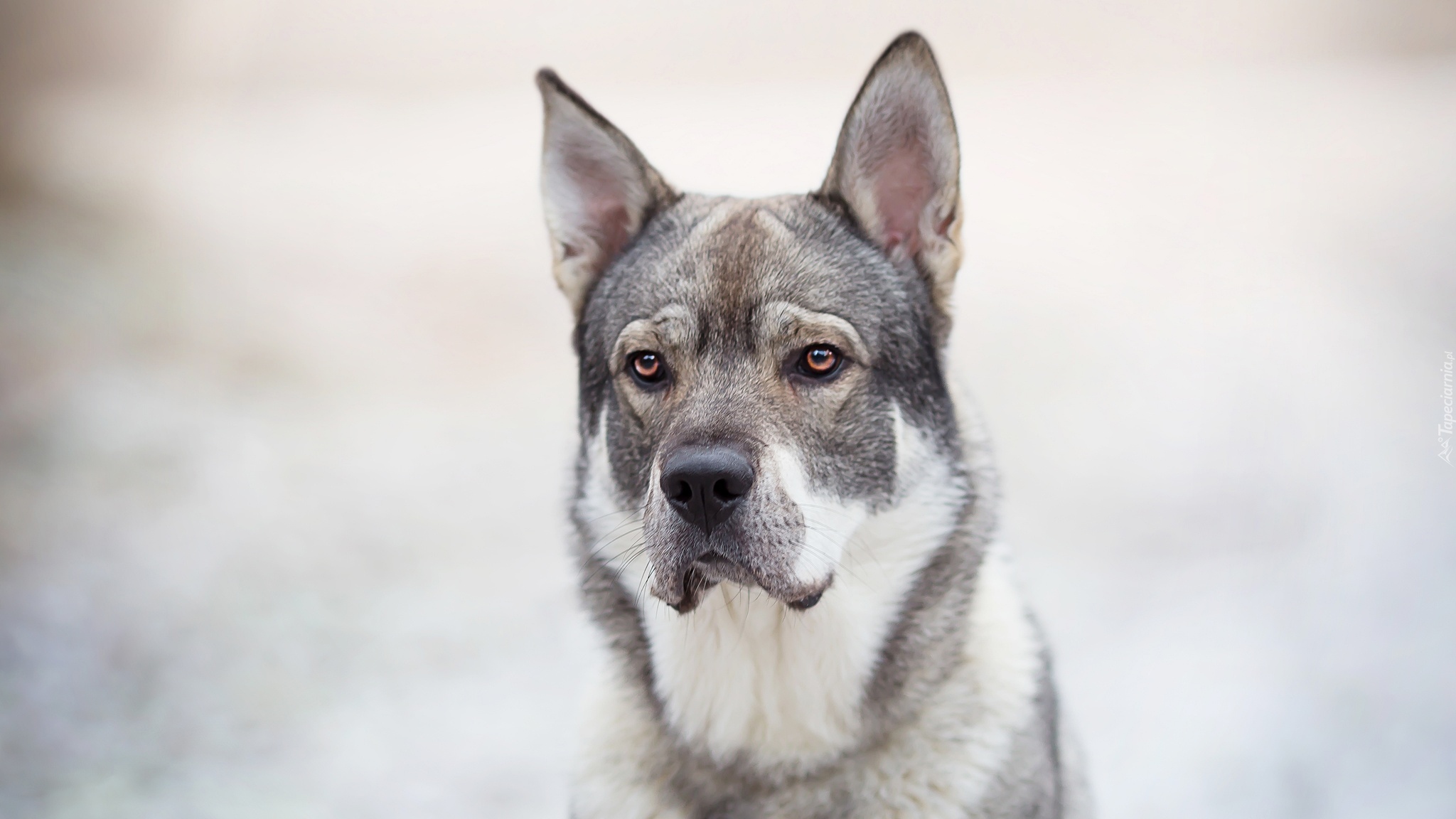 Pies, Elkhund, Mordka