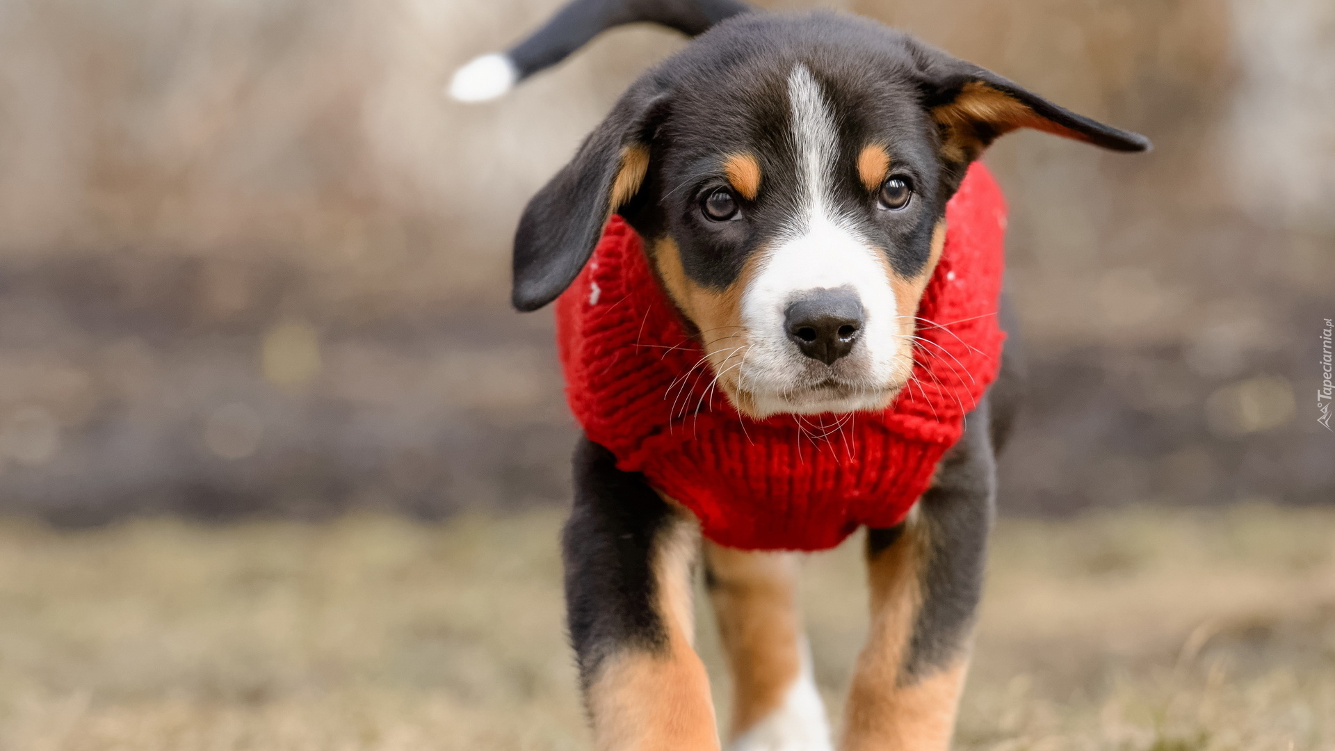 Pies, Szczeniak, Entlebucher, Czerwone, Ubranie
