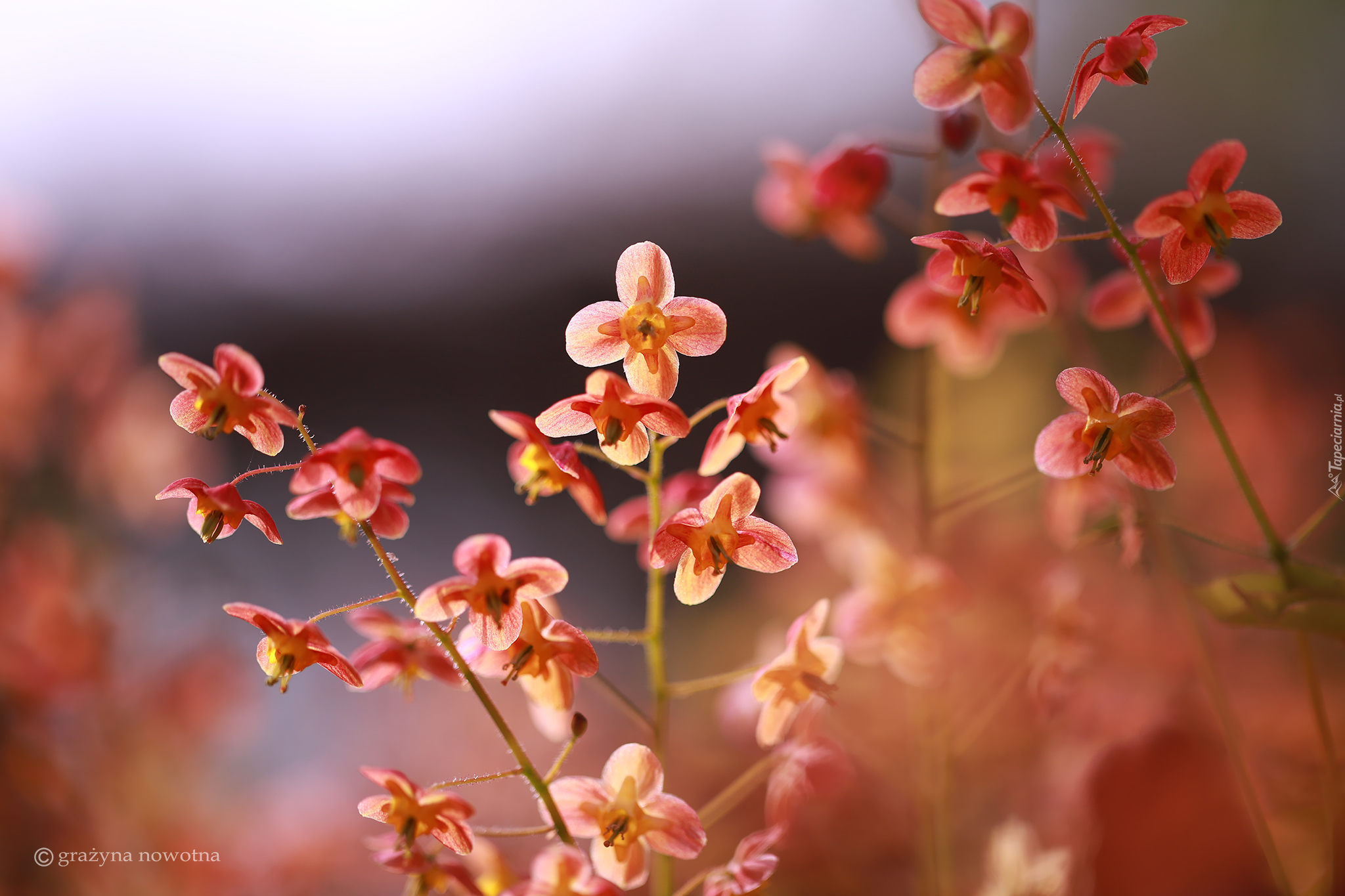 Epimedium, Rozwinięte, Czerwone, Kwiaty