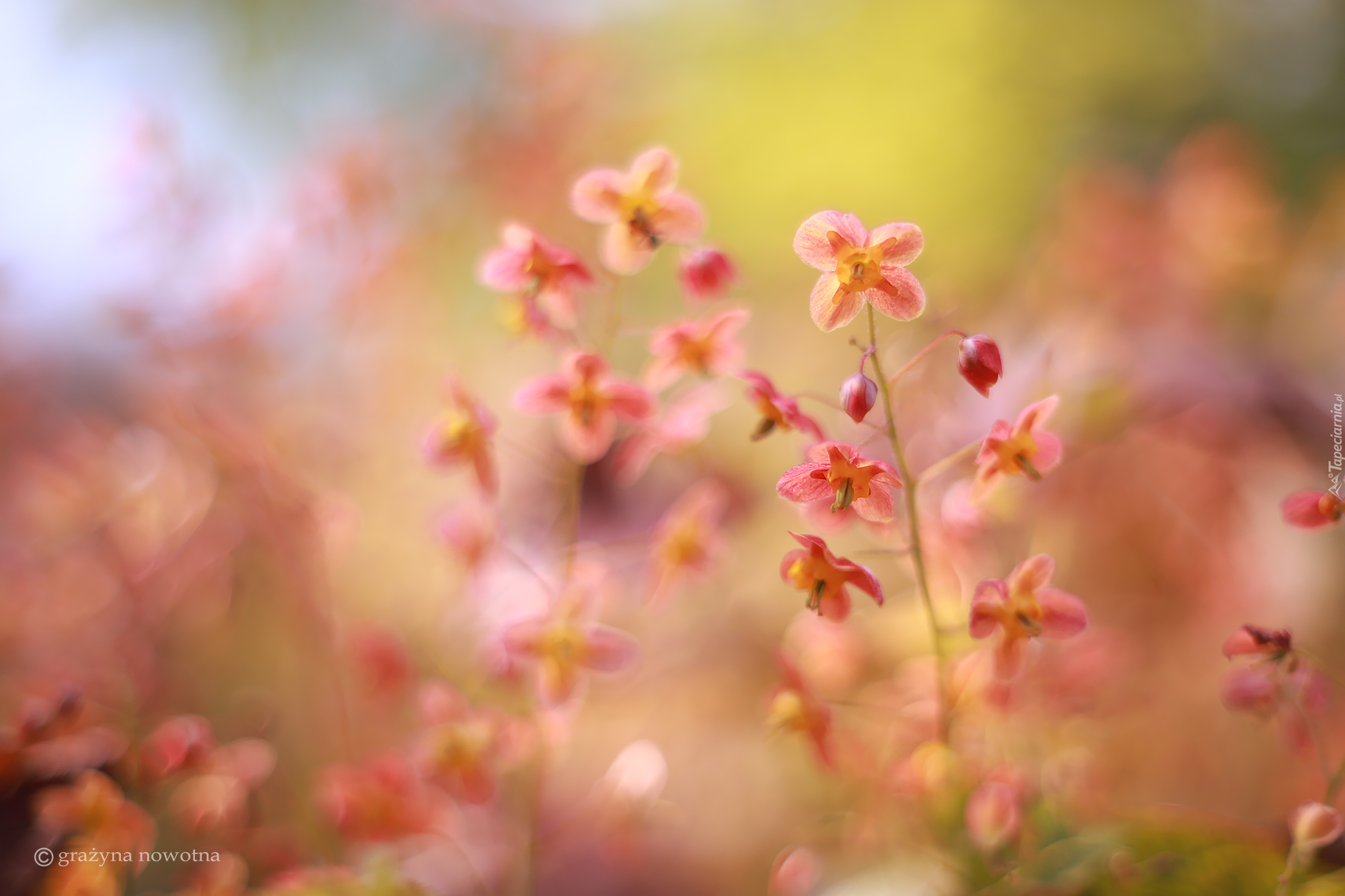 Czerwone, Kwiaty, Epimedium, Zbliżenie