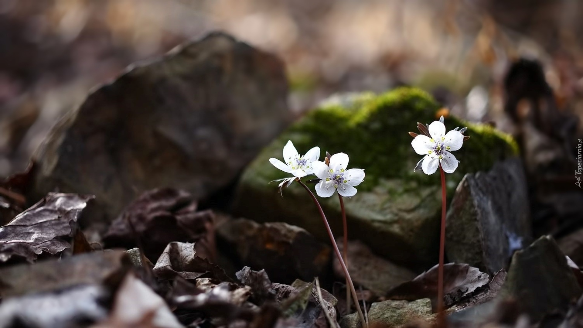 Wiosenne, Kwiatki, Ranniki, Eranthis byunsanensis