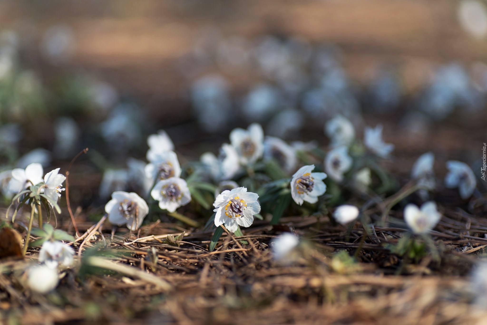 Wiosenne, Kwiatki, Eranthis pinnatifida, Ranniki, Ściółka