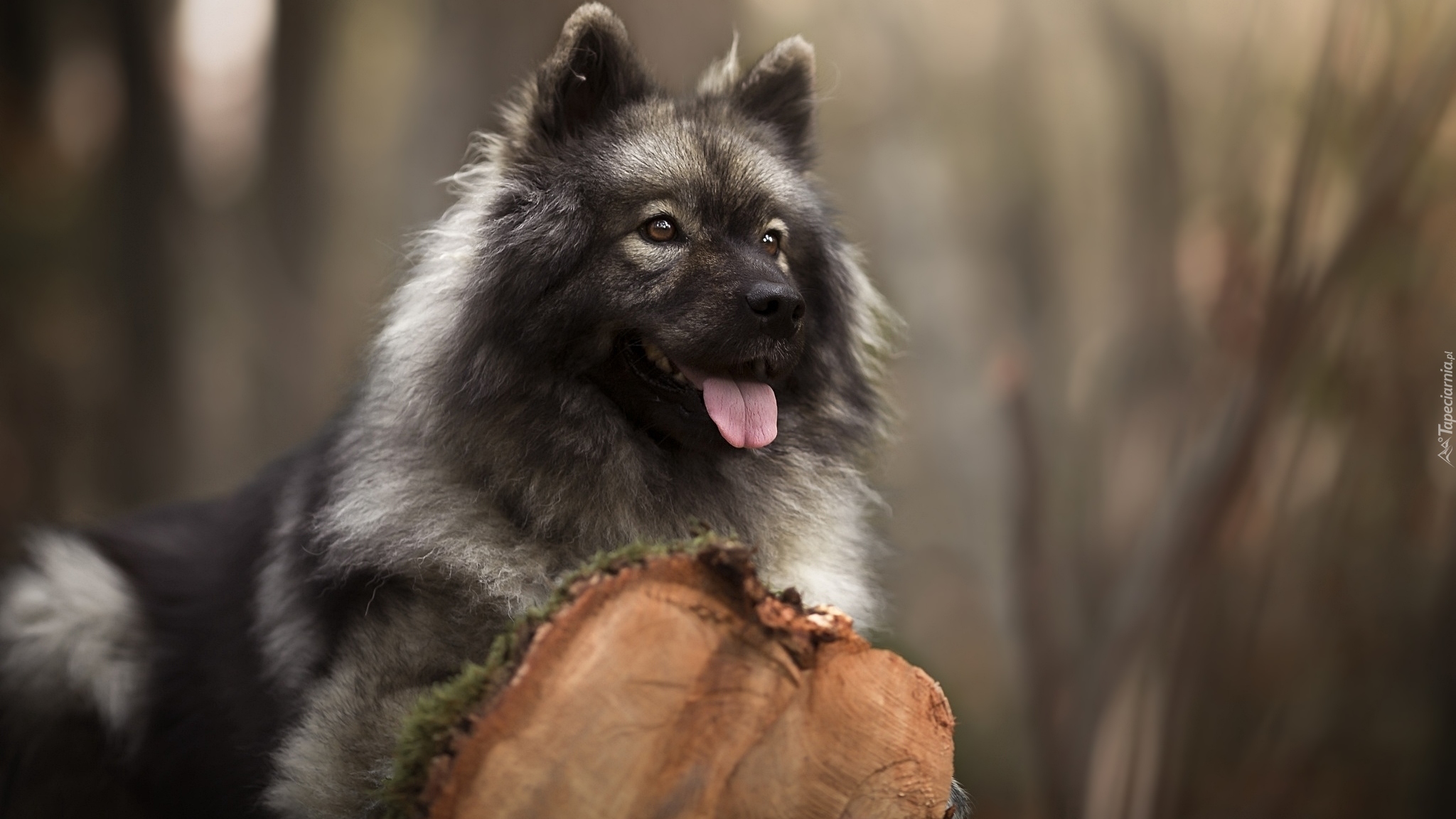 Szpic eurasier, Pień