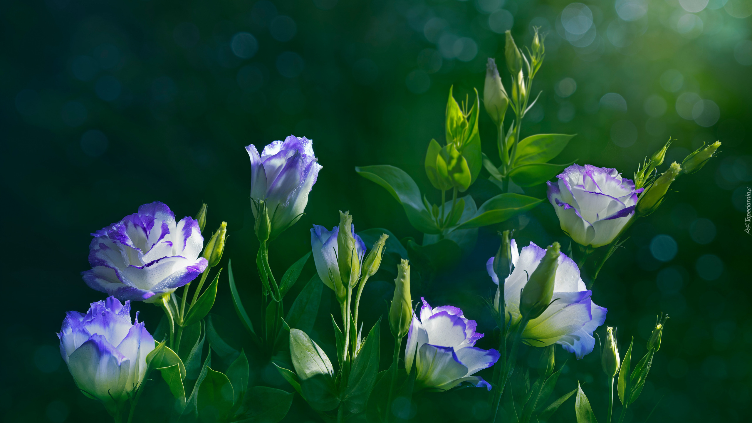 Kwiaty, Eustoma wielkokwiatowa