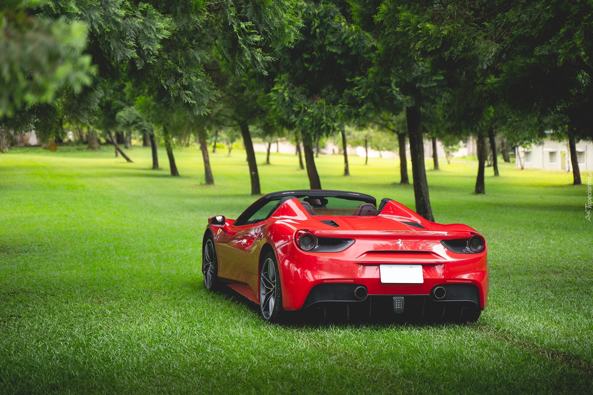 Ferrari 488 Spider Roadster, Trawa, Drzewa