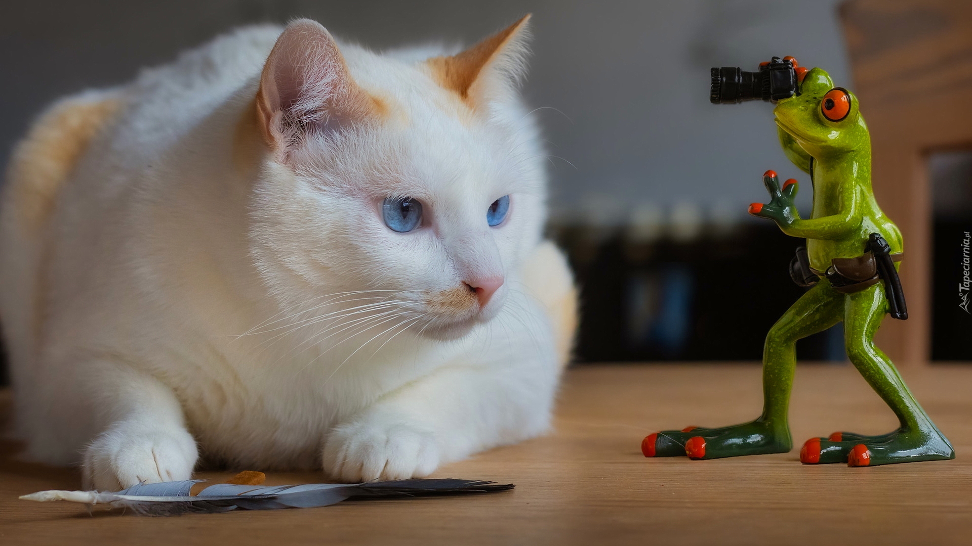 Kot, Piórko, Figurka, Żaba, Aparat fotograficzny