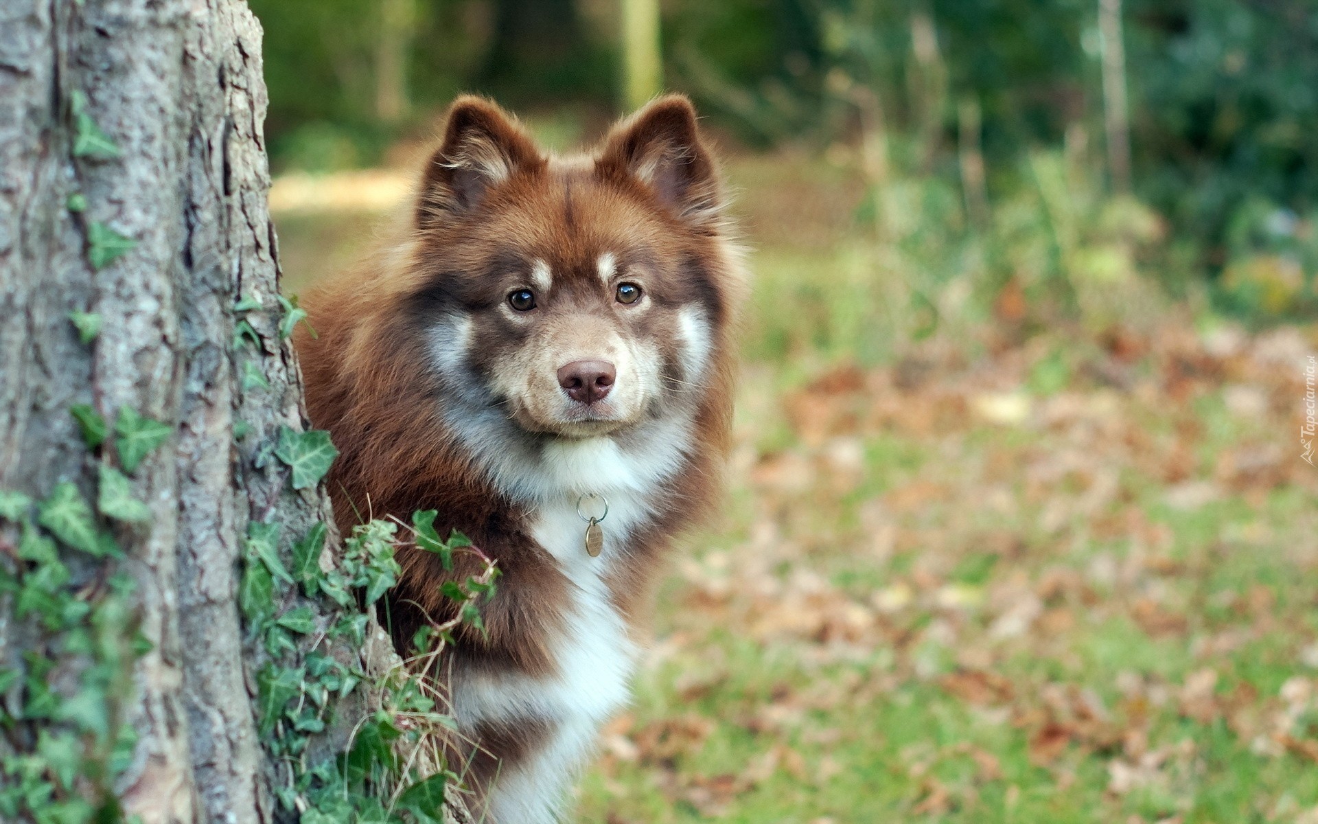 Fiński lapphund, Bluszcz, Drzewo