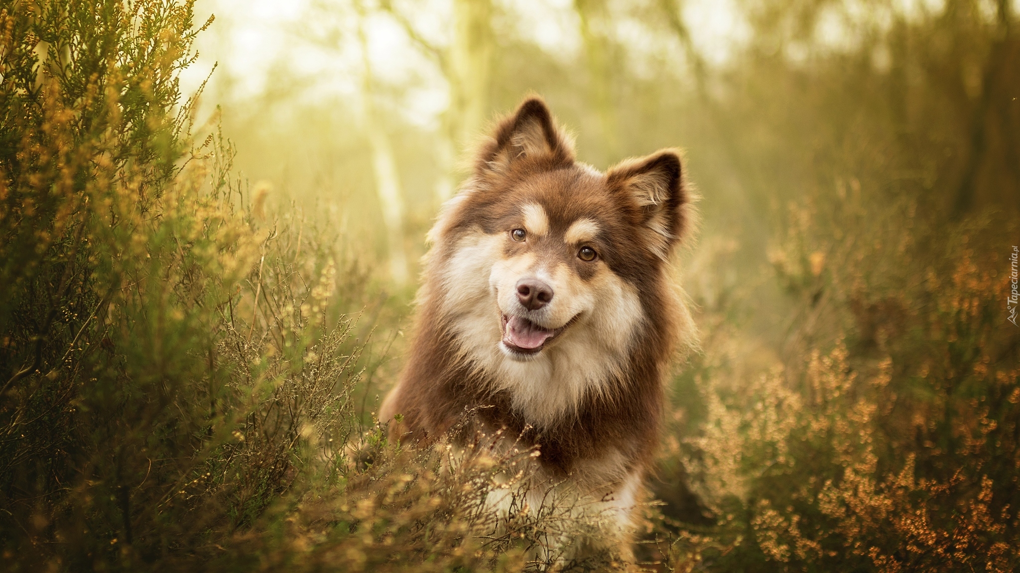 Pies, Fiński lapphund, Mordka, Wrzosy