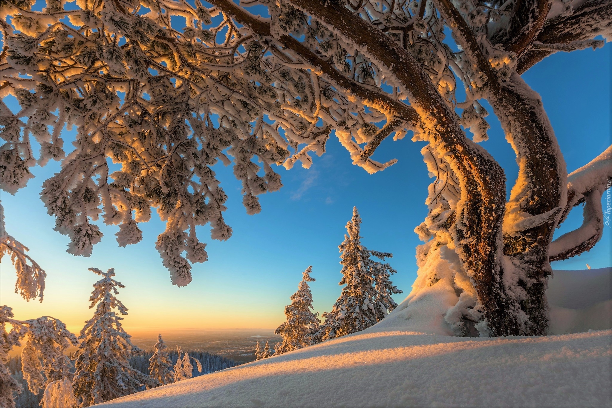 Finlandia, Karelia Północna, Park Narodowy Koli, Zima, Oszronione, Drzewo, Poranek