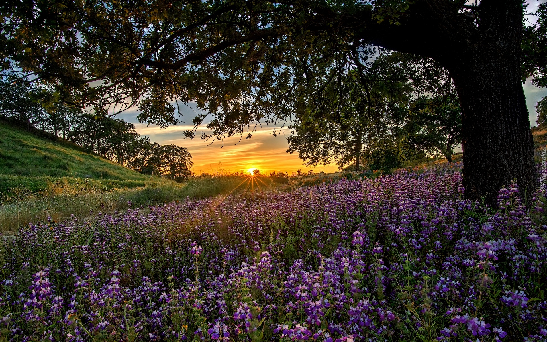 Wiosna, Kwiaty, Collinsia, Drzewa, Promienie słońca, Wzgórza, Kalifornia, Stany Zjednoczone